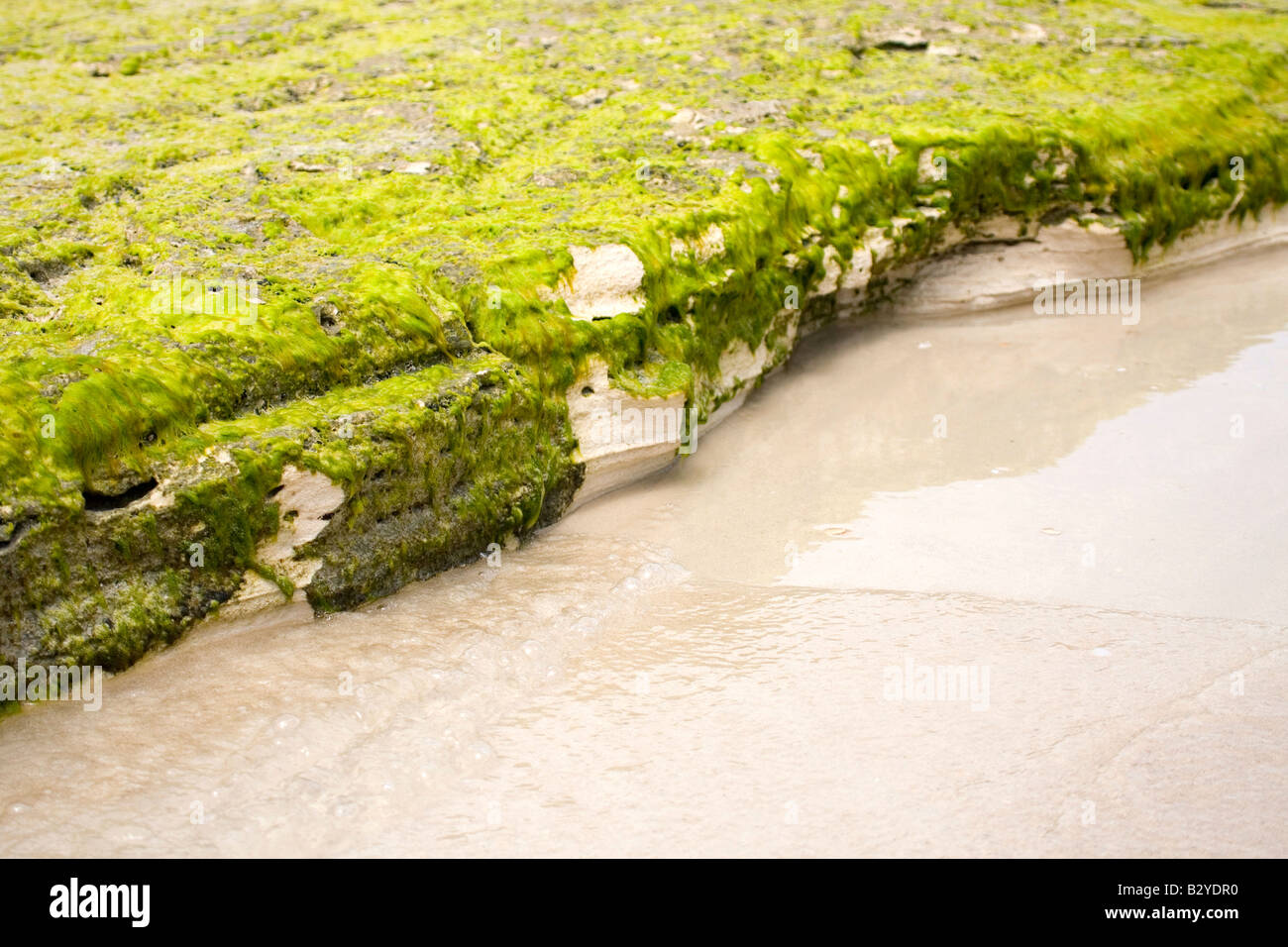 Rocce e alghe sulla spiaggia. Foto Stock
