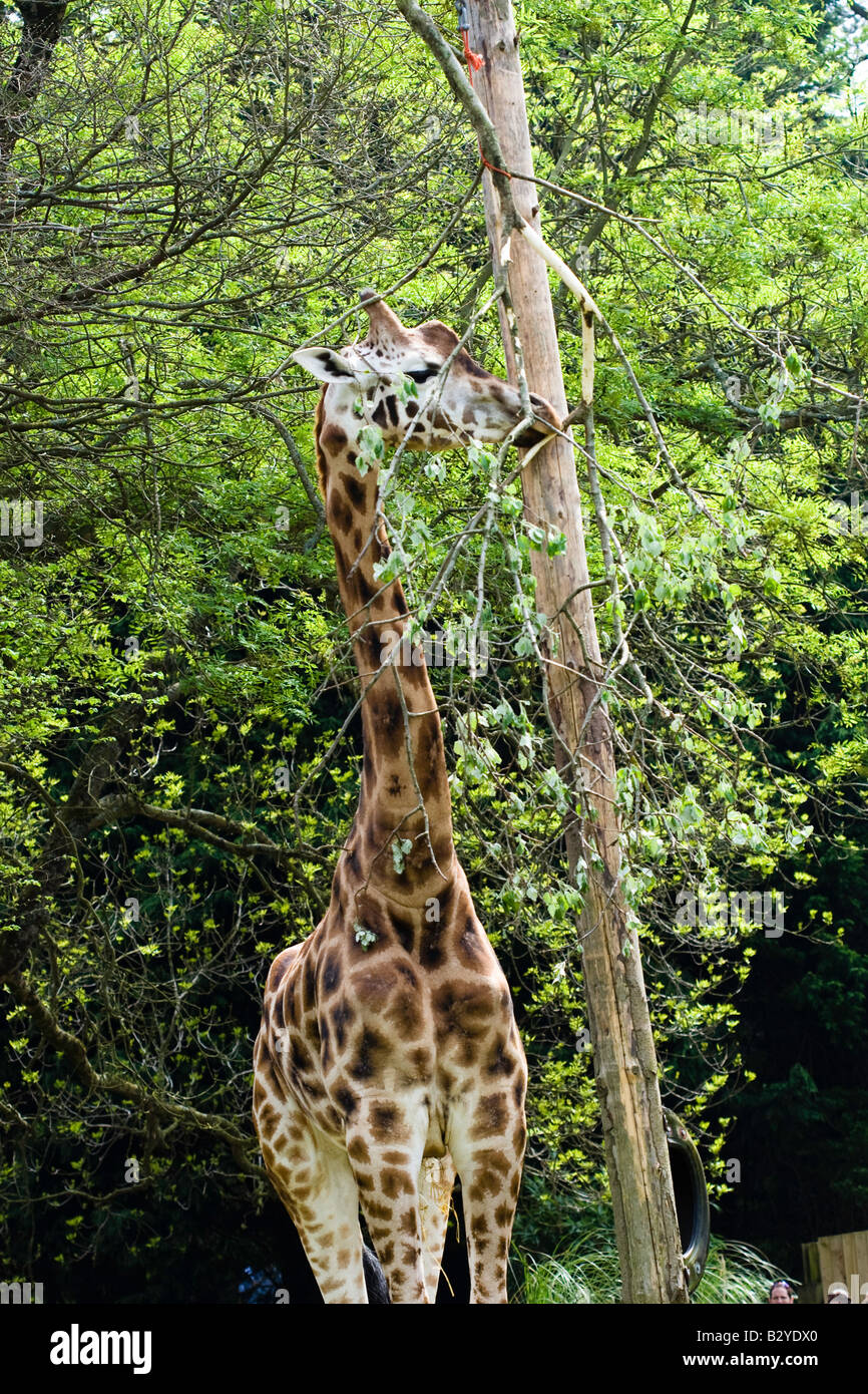 La giraffa alimentare a Paignton Zoo, Devon Foto Stock