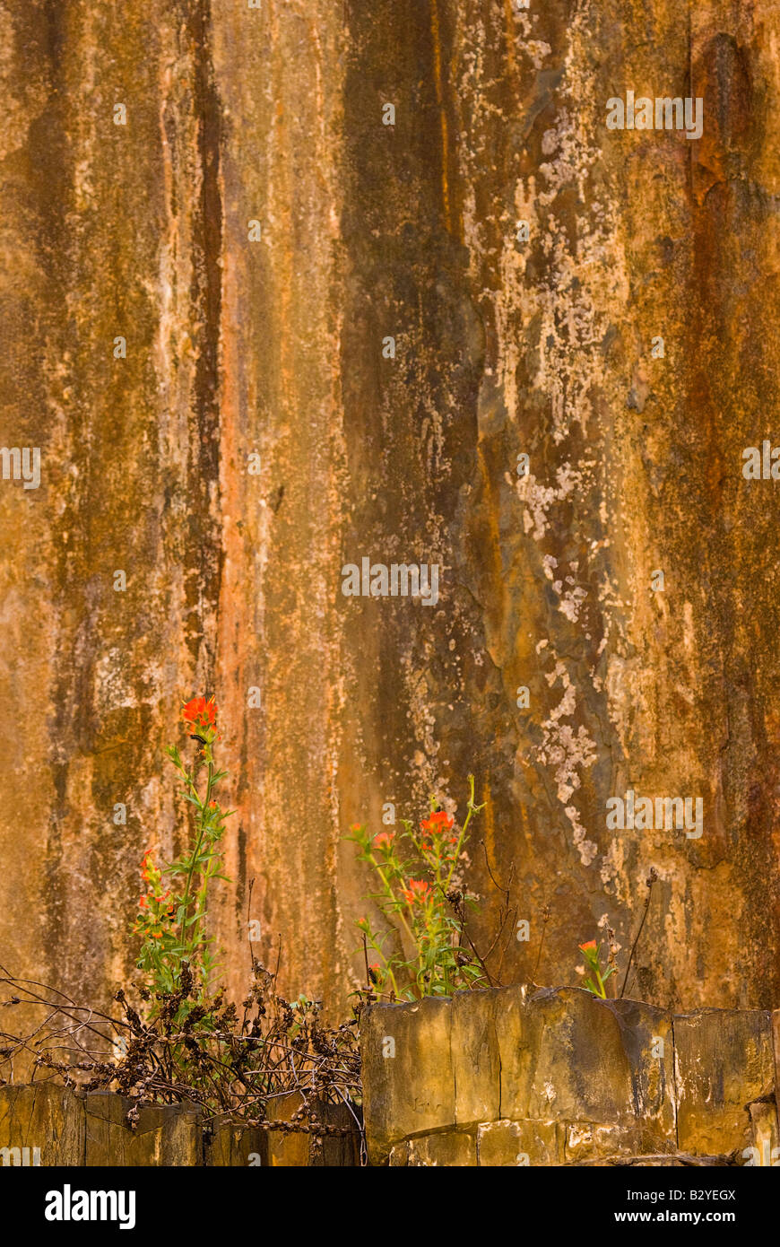 Pennello cresce attraverso le crepe nella parete di granito confinante con il fiume Merced in Merced Rivver Canyon vicino al Parco Nazionale di Yosemite Foto Stock