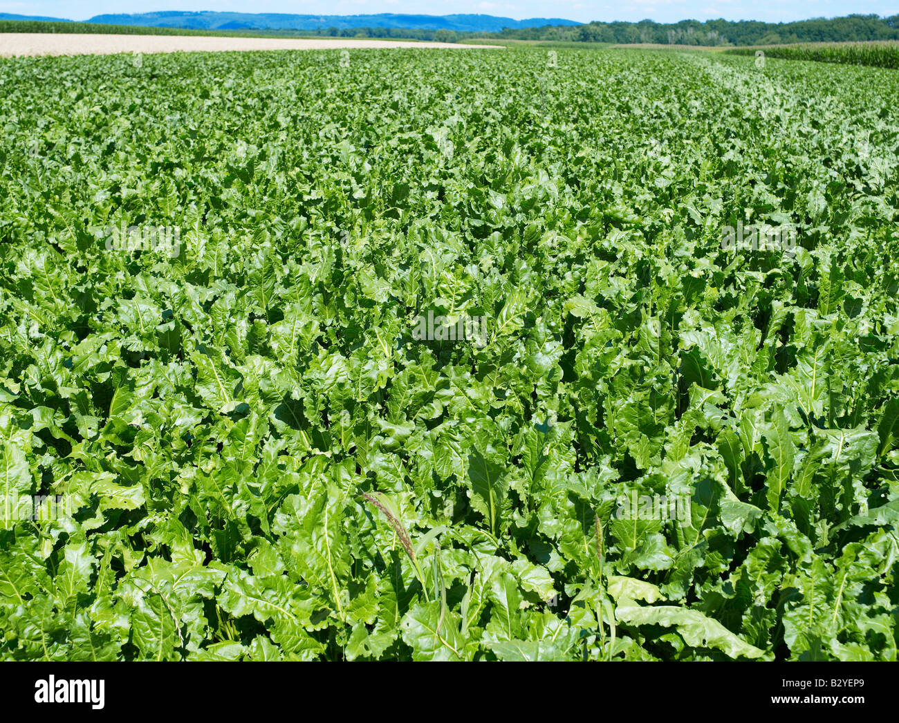 CAMPO COLTIVATO DI BARBABIETOLE DA ZUCCHERO, ALSAZIA, FRANCIA, EUROPA Foto Stock