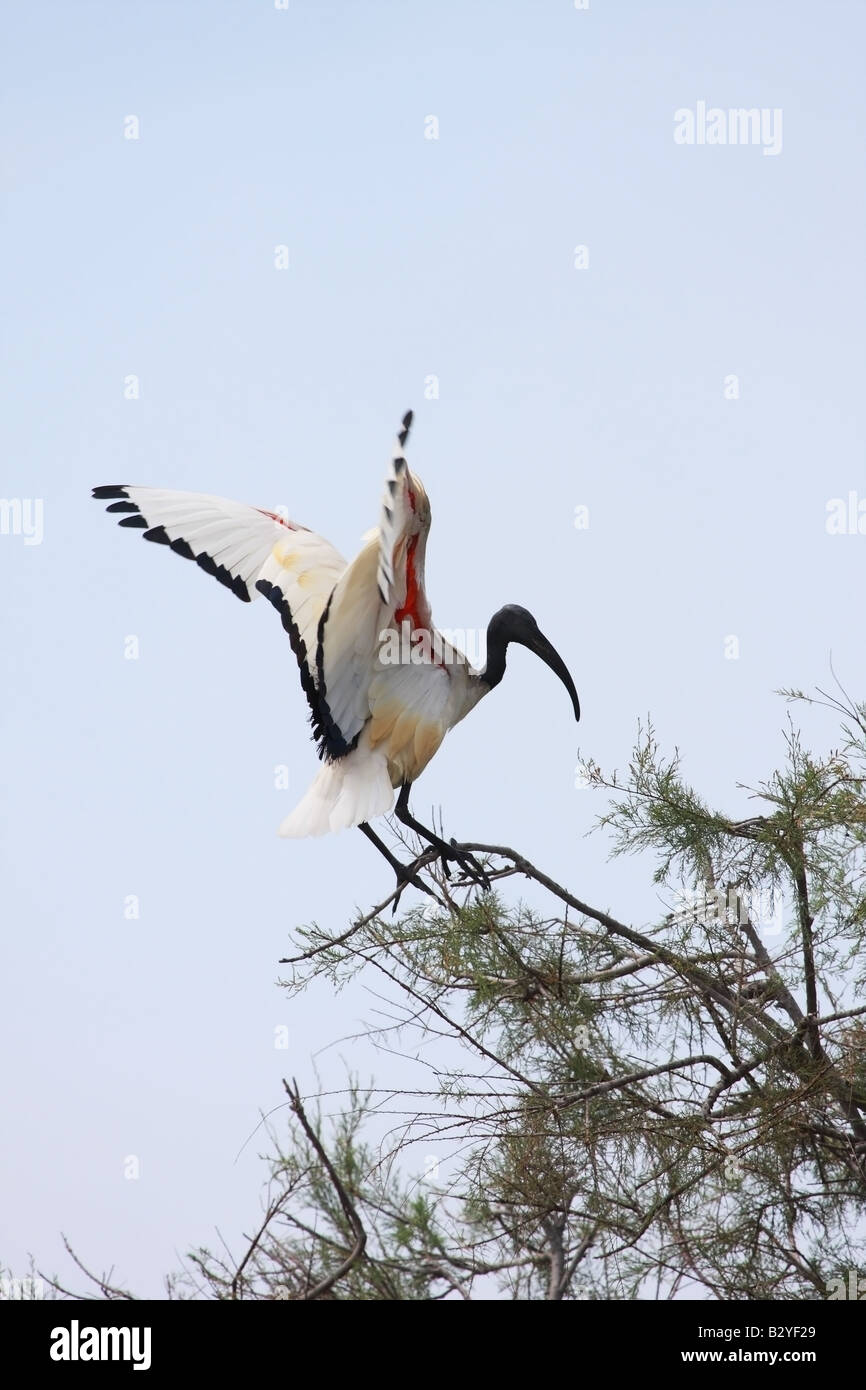 Ibis sacro Threskiornis aethiopicus sbarco nella struttura ad albero con ali stese Camargue Francia Foto Stock