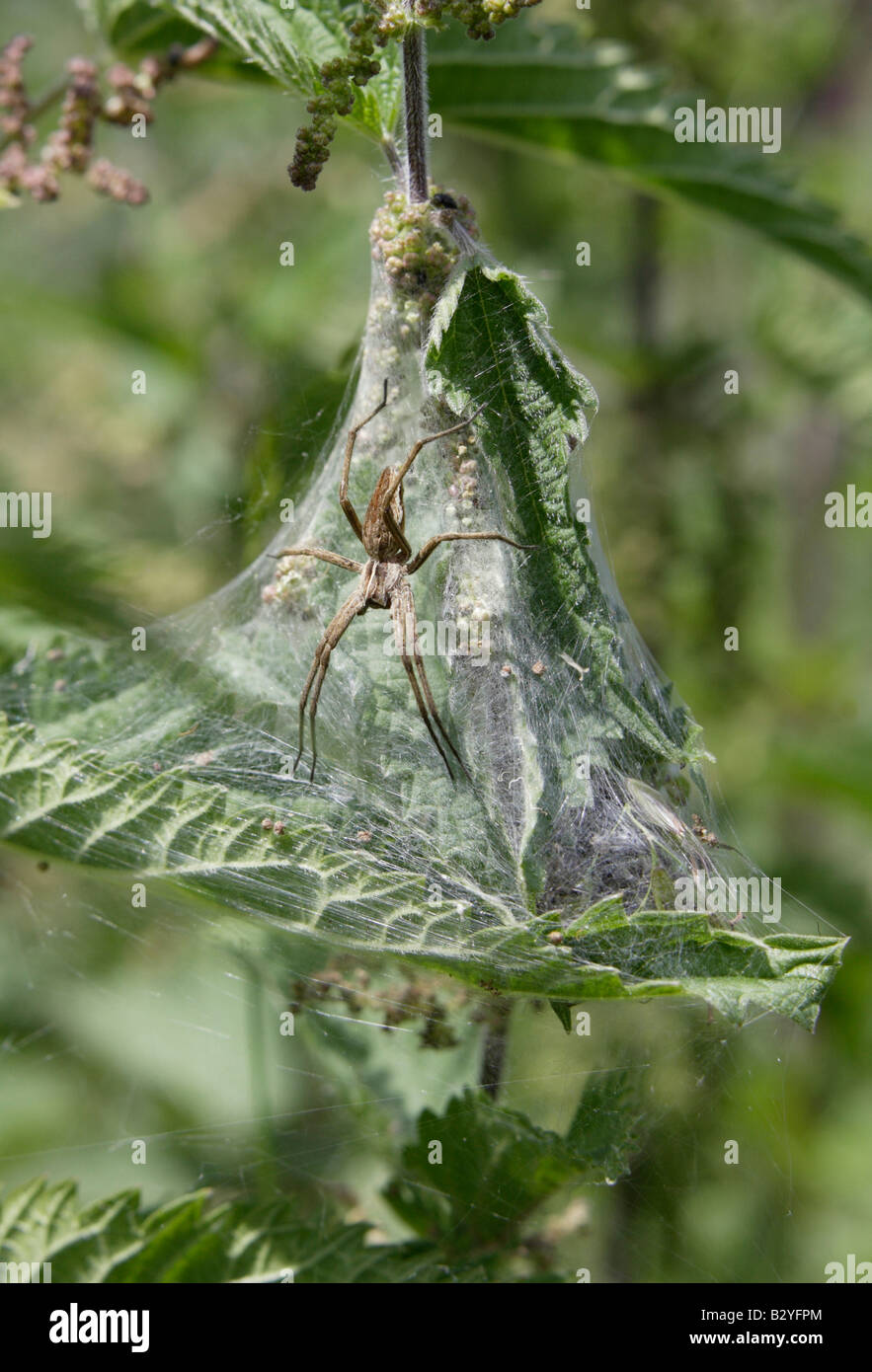Spider protegge il suo nido costruito su ortiche Foto Stock