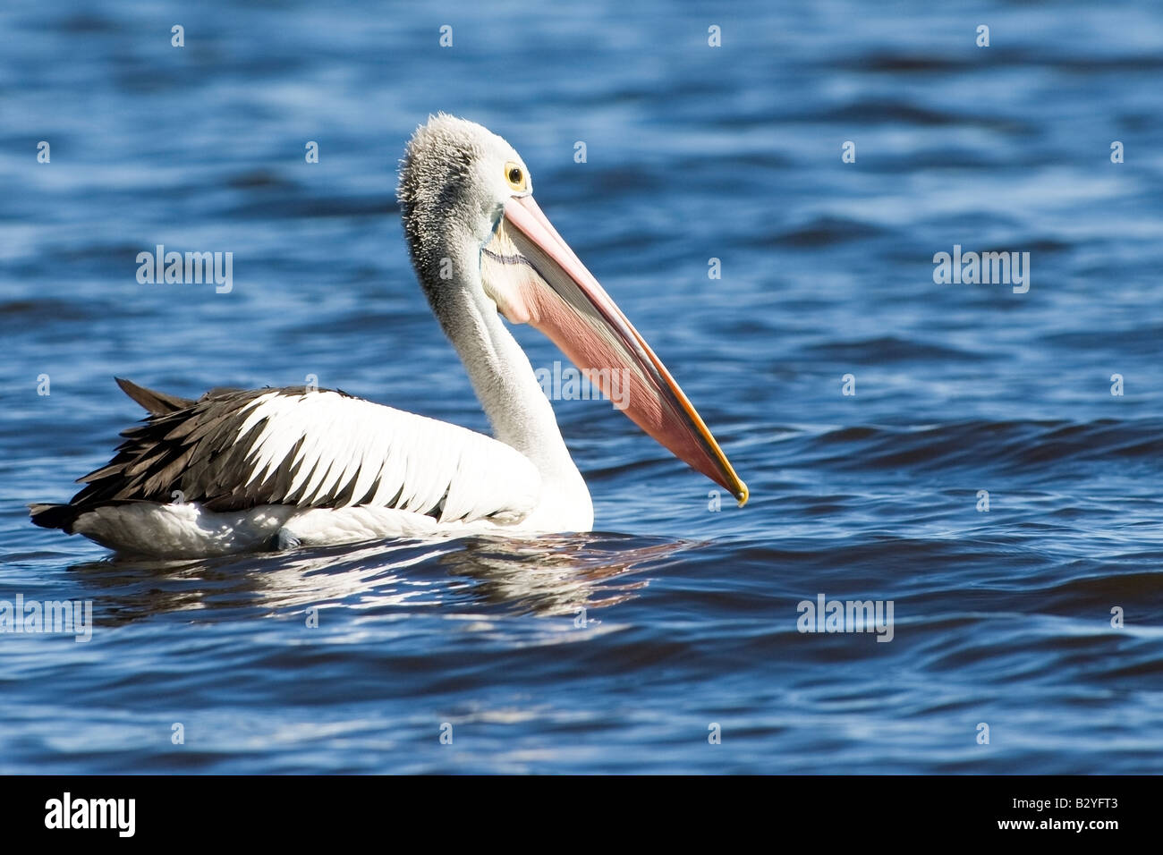 Vigile pelican nuoto sul lago Myall, NSW Foto Stock