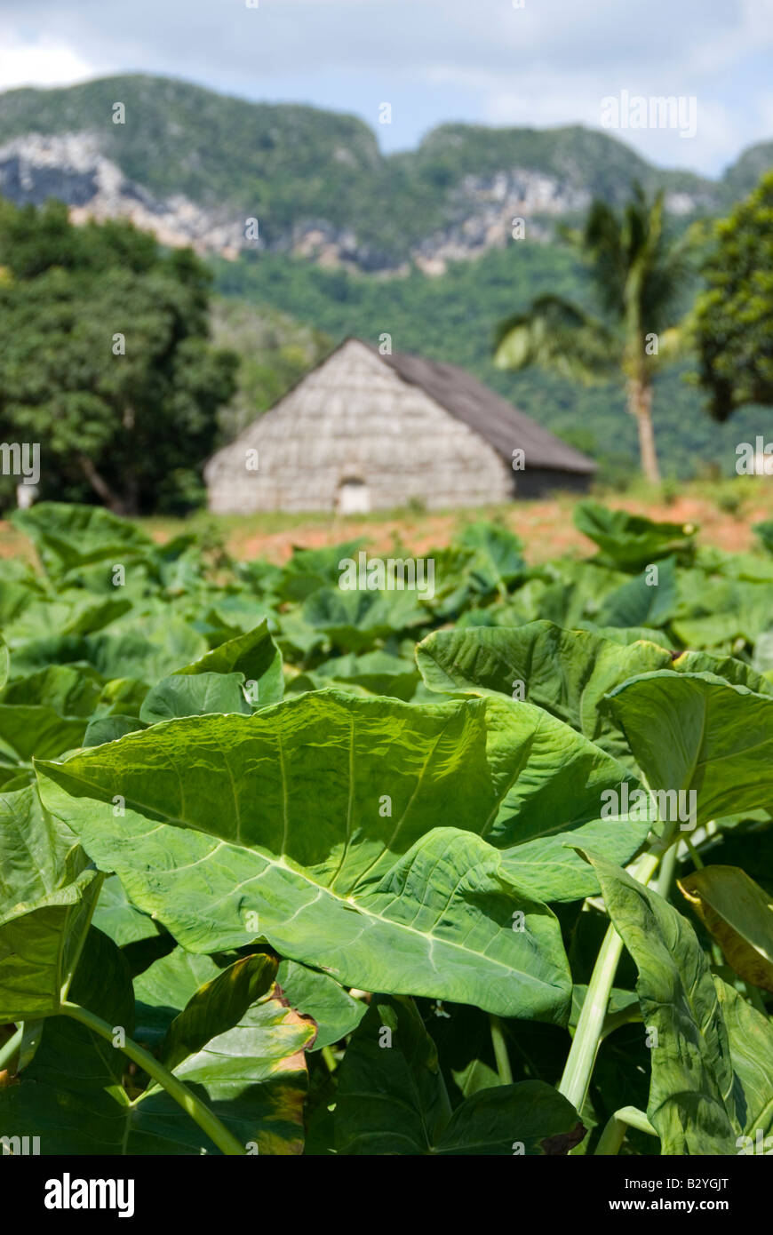 La piantagione di tabacco con capanna per appendere ed essiccazione di foglie di tabacco nella regione di produzione di Viñales Cuba Foto Stock