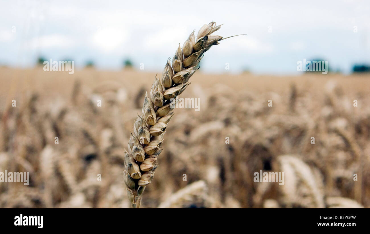 Orecchio di frumento o mais in un archiviato pronto per il raccolto o per il cibo o il carburante bio Foto Stock