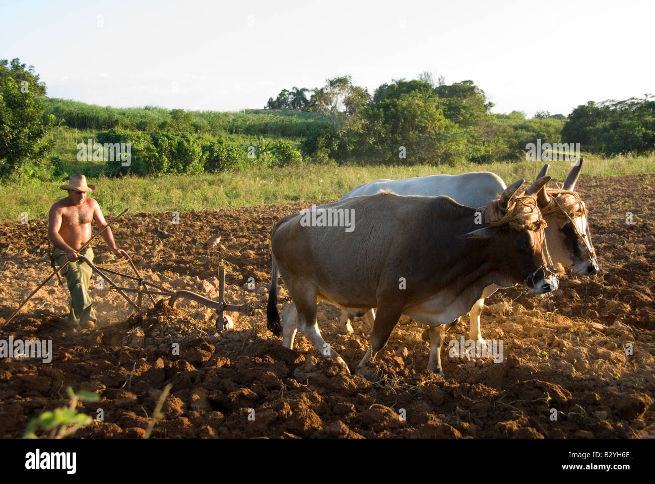 Il tabacco cubano agricoltore campo di aratura con buoi pronto a pianta di tabacco nella regione di produzione di Viñales Cuba Foto Stock