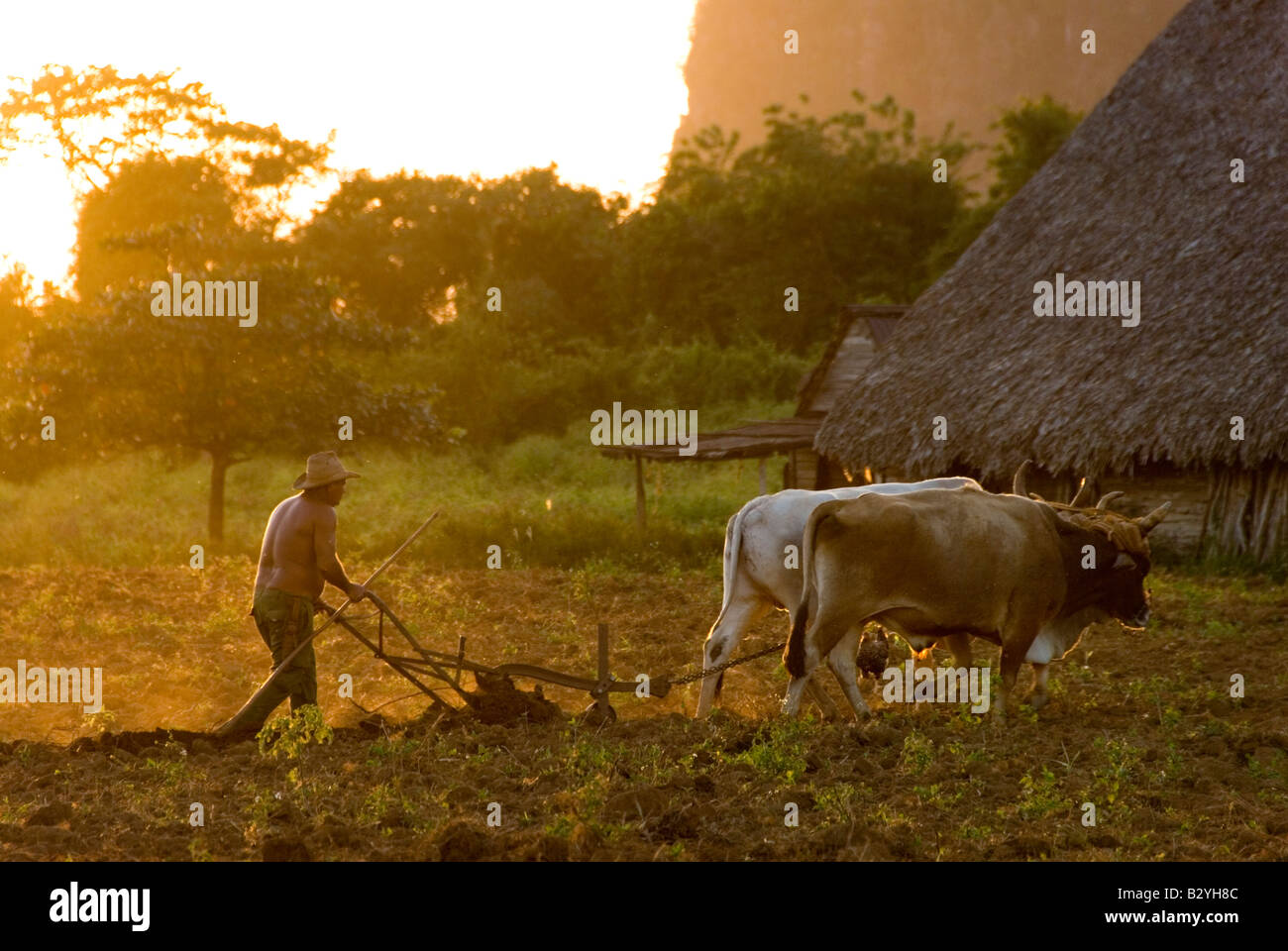 Il tabacco cubano agricoltore campo di aratura con buoi pronto a pianta di tabacco nella regione di produzione di Viñales Cuba Foto Stock