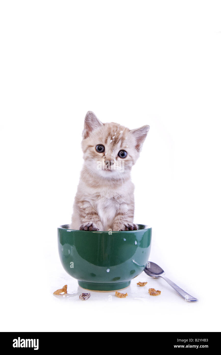 Carino gattino in cereali per la colazione ciotola isolato su sfondo bianco Foto Stock