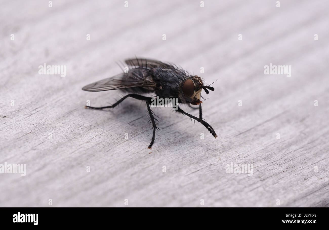 Una mosca, di insetto, bug larve di vermi, da vicino, fotografia macro con dettaglio, peli ali, gambe, occhi, torace, sporco scavenger crawl Foto Stock