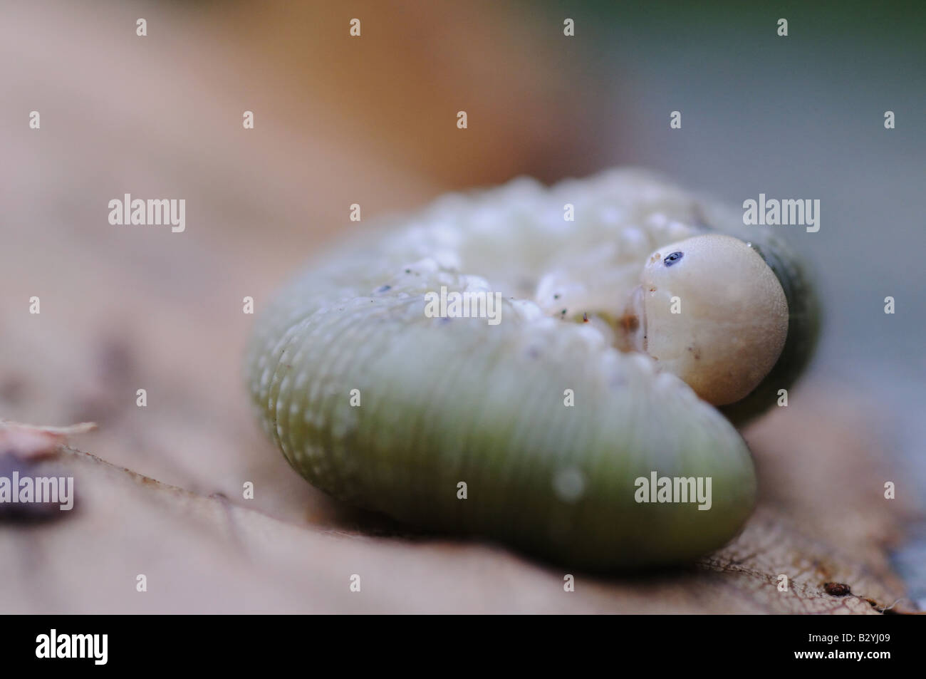Un verme, larve, Caterpillar, insetto, creatura, avvolto a ricciolo, feriti e la preparazione per la metamorfosi, trasformare, die diventare butterfly Foto Stock
