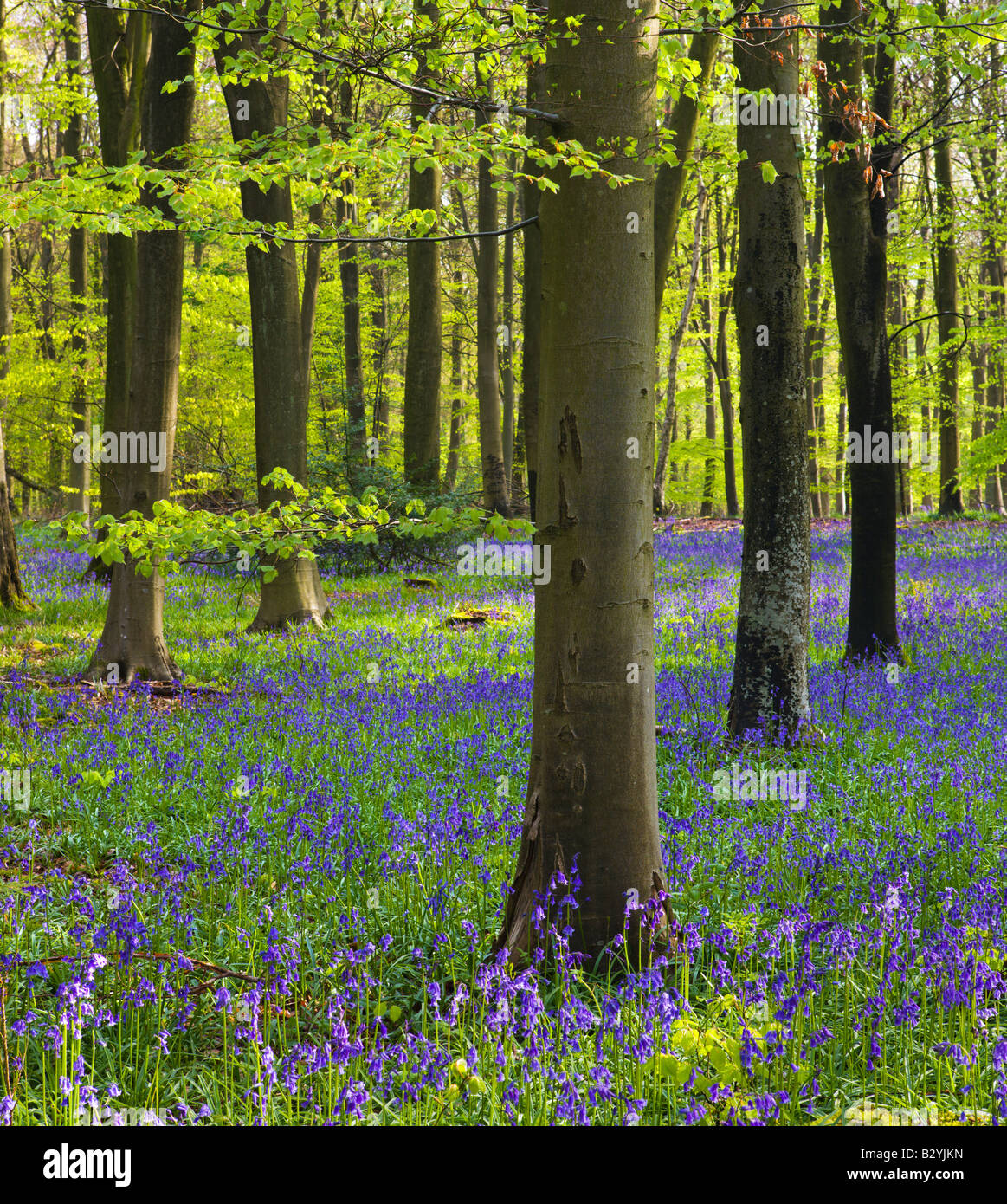 Bluebells crescendo in una matura in legno di faggio Micheldever Hampshire Inghilterra Foto Stock