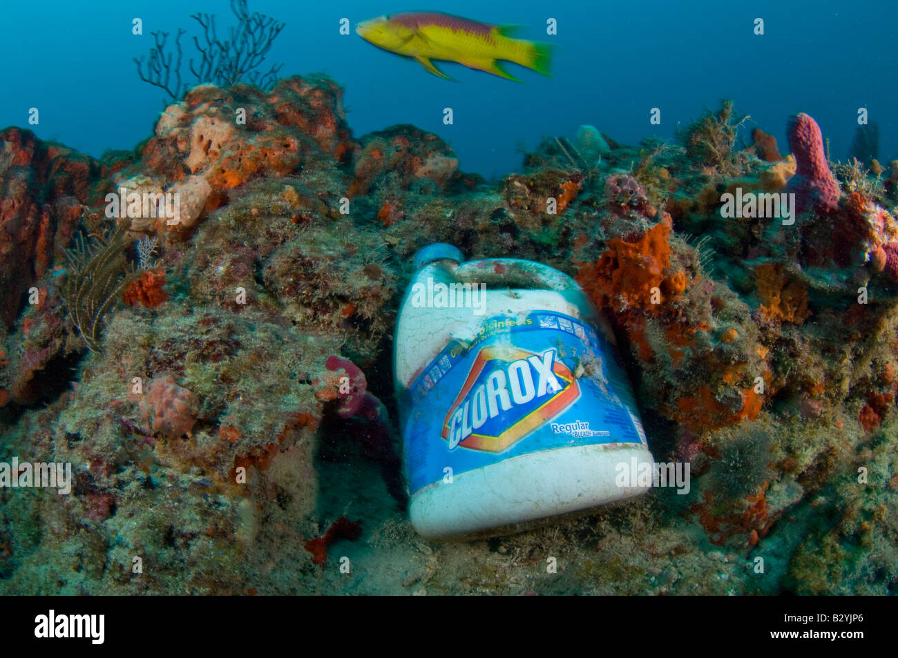 Una bottiglia di candeggina utilizzata da aragosta senza scrupoli i pescatori a catturare illegalmente le aragoste in Florida Foto Stock