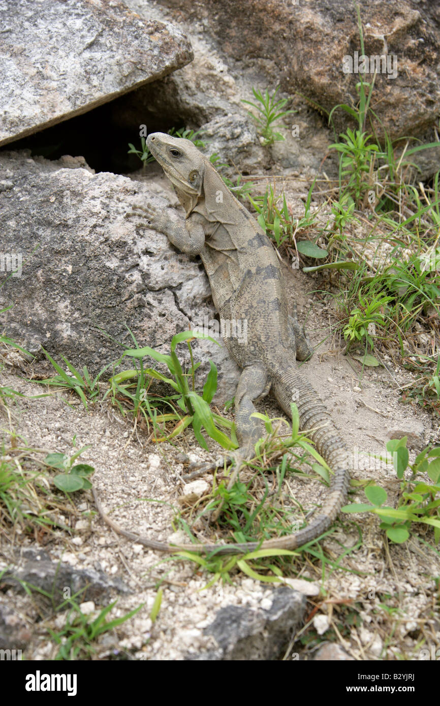 La spinosa nero-tailed Iguana o nero Iguana Ctenosaura similis, Uxmal area archeologica, la penisola dello Yucatan, Messico Foto Stock