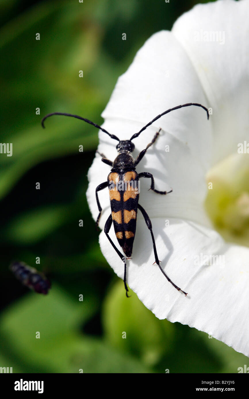 Longhorn Beetle, Leptura quadrifasciata, Cerambycidae, raro coleottero NEL REGNO UNITO Foto Stock