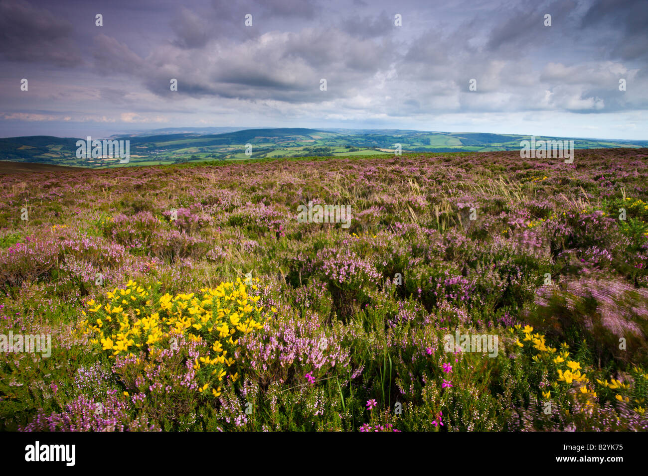 Heather in fiore sulla collina Dunkery Parco Nazionale di Exmoor Somerset Inghilterra Foto Stock