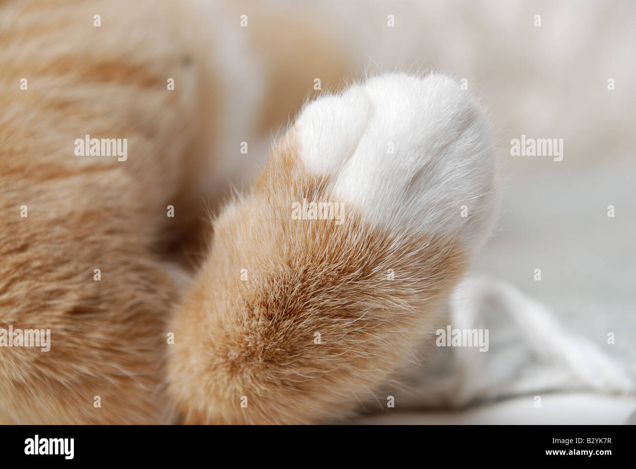 Rosso e bianco zampa di gatto Foto Stock