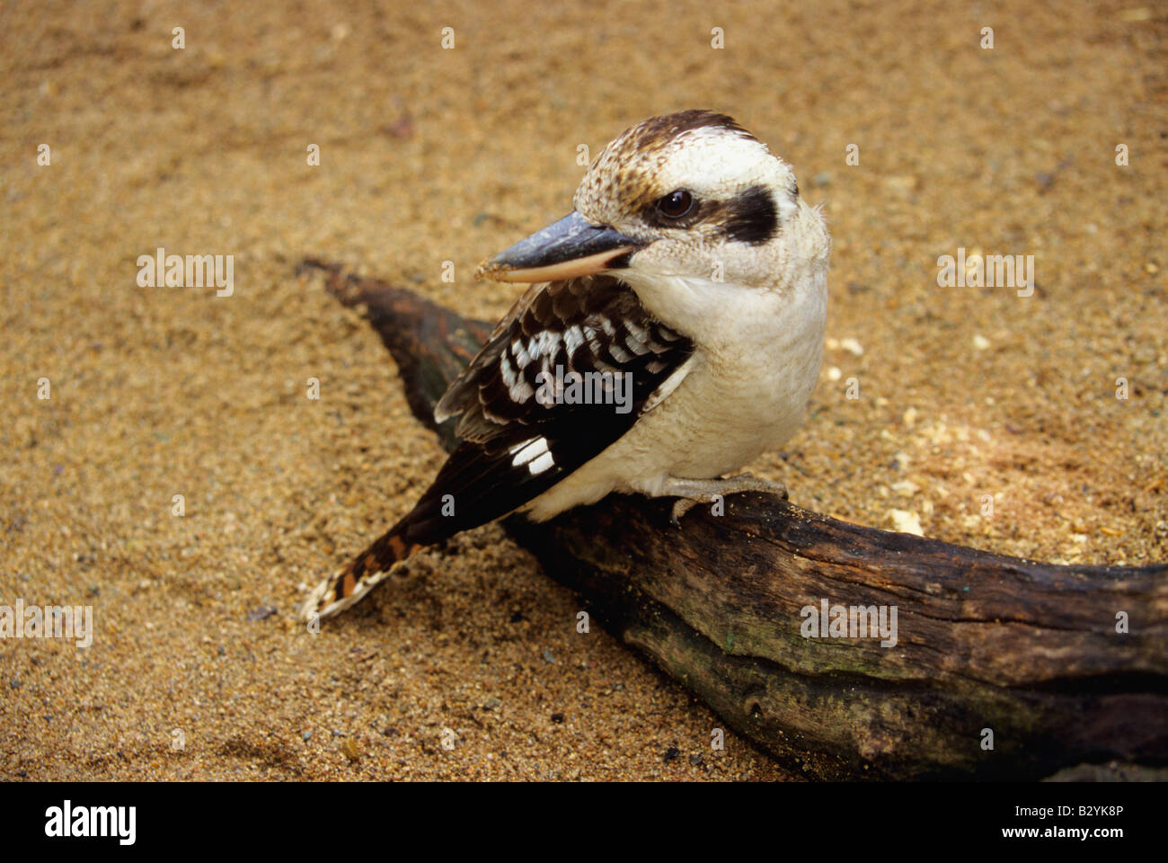 Nativo di uccello australiano della Kookaburra Foto Stock