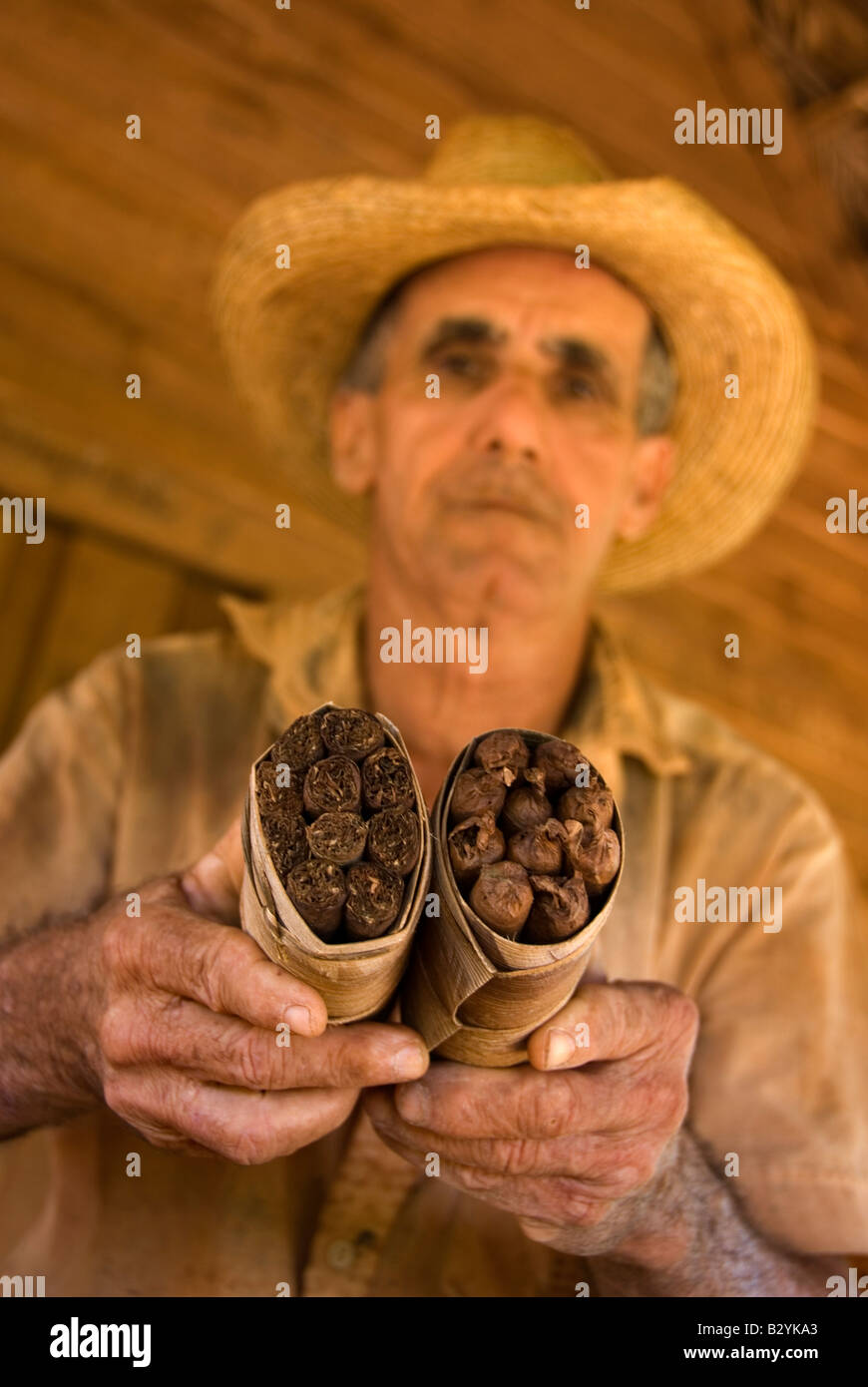Focus sul fascio di arrotolate a mano i sigari cubani fatta in casa e per la vendita di tabacco locale agricoltore Viñales Cuba Foto Stock