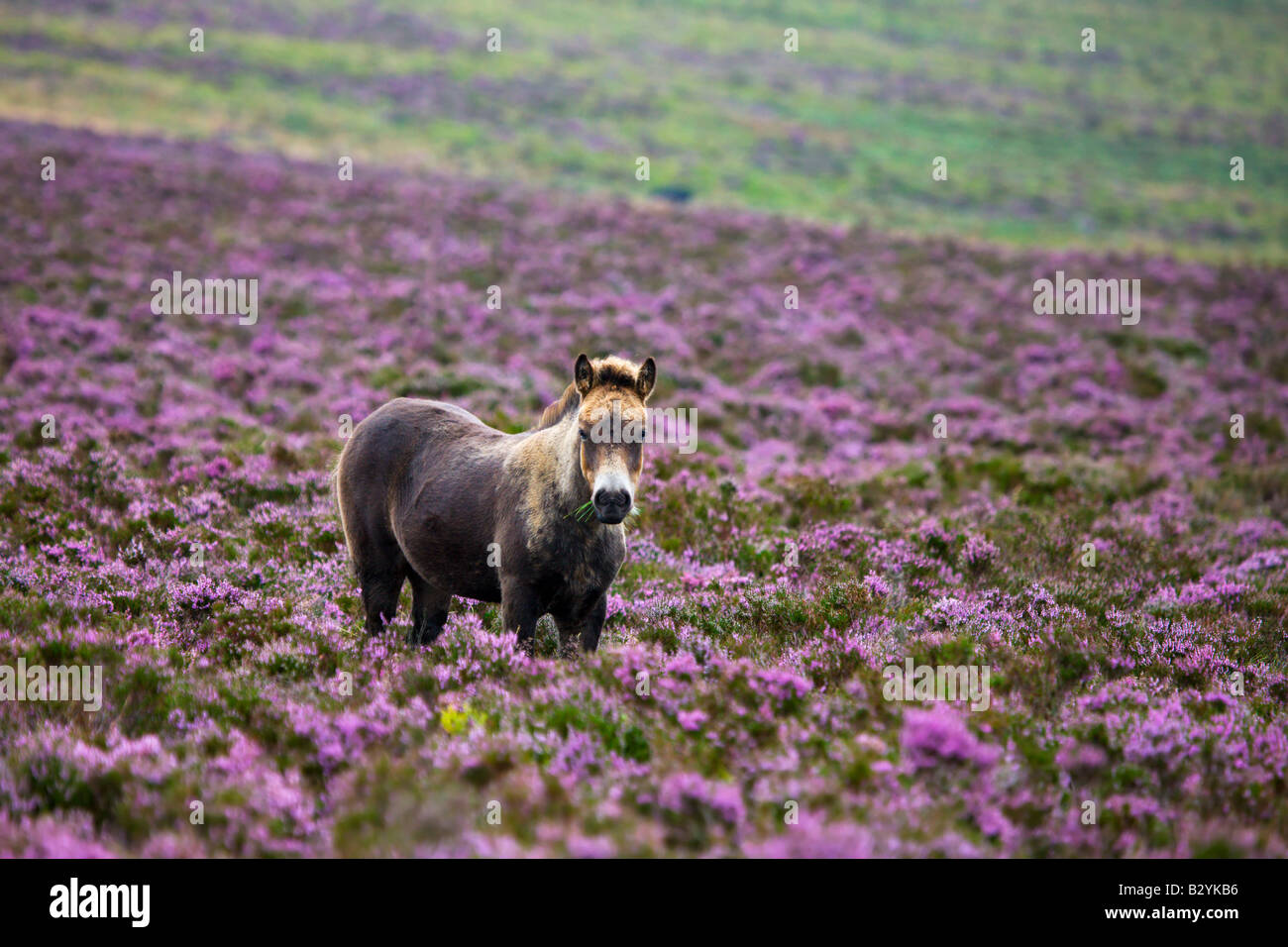 Exmoor Pony pascolano in fioritura heather in estate Dunkery Collina Parco Nazionale di Exmoor Somerset Inghilterra Foto Stock