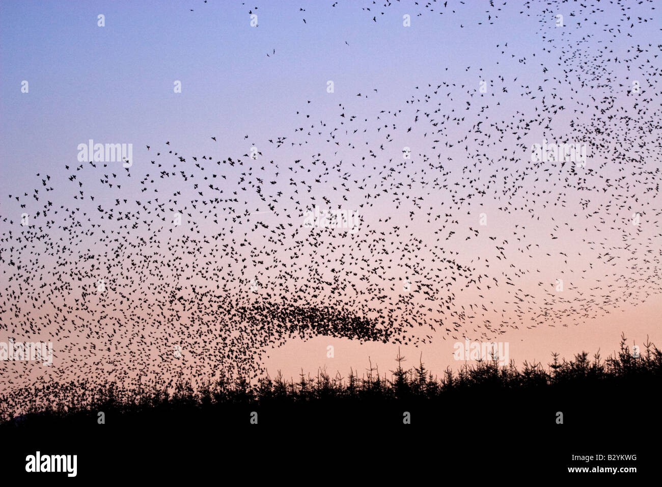 Grande Gregge di storni provenienti in roost al crepuscolo in Cornovaglia in inverno su un campo di aviazione in disuso Foto Stock