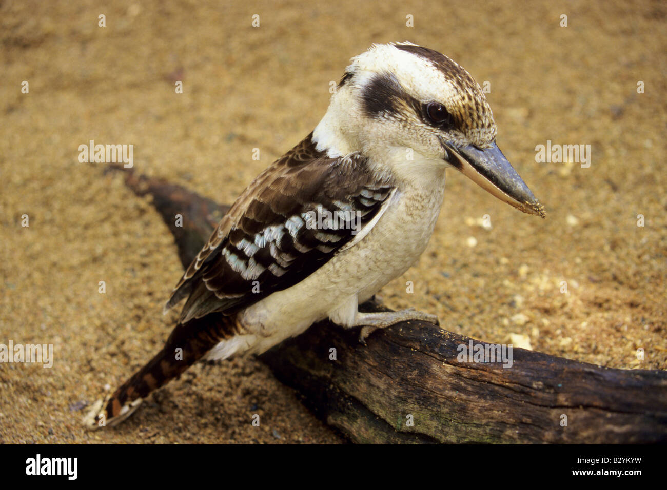 Nativo di uccello australiano della Kookaburra Foto Stock