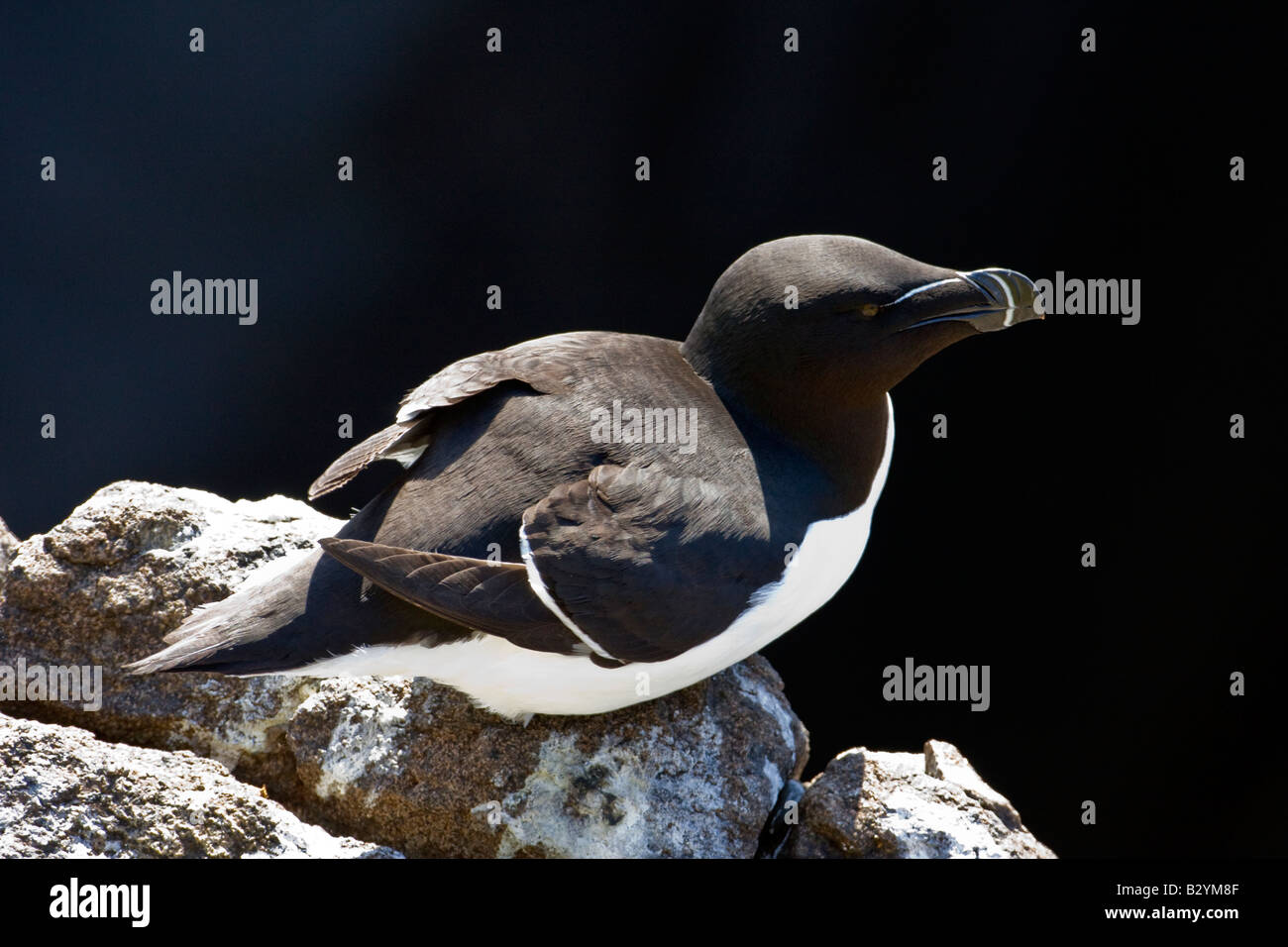 Razorbill (Alca torda) sull isola di maggio al largo della costa di Fife Scozia Scotland Foto Stock