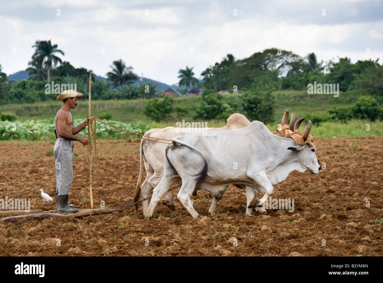 L'agricoltore cubano campo di aratura con buoi pronto per piantare il tabacco Viñales Cuba Foto Stock
