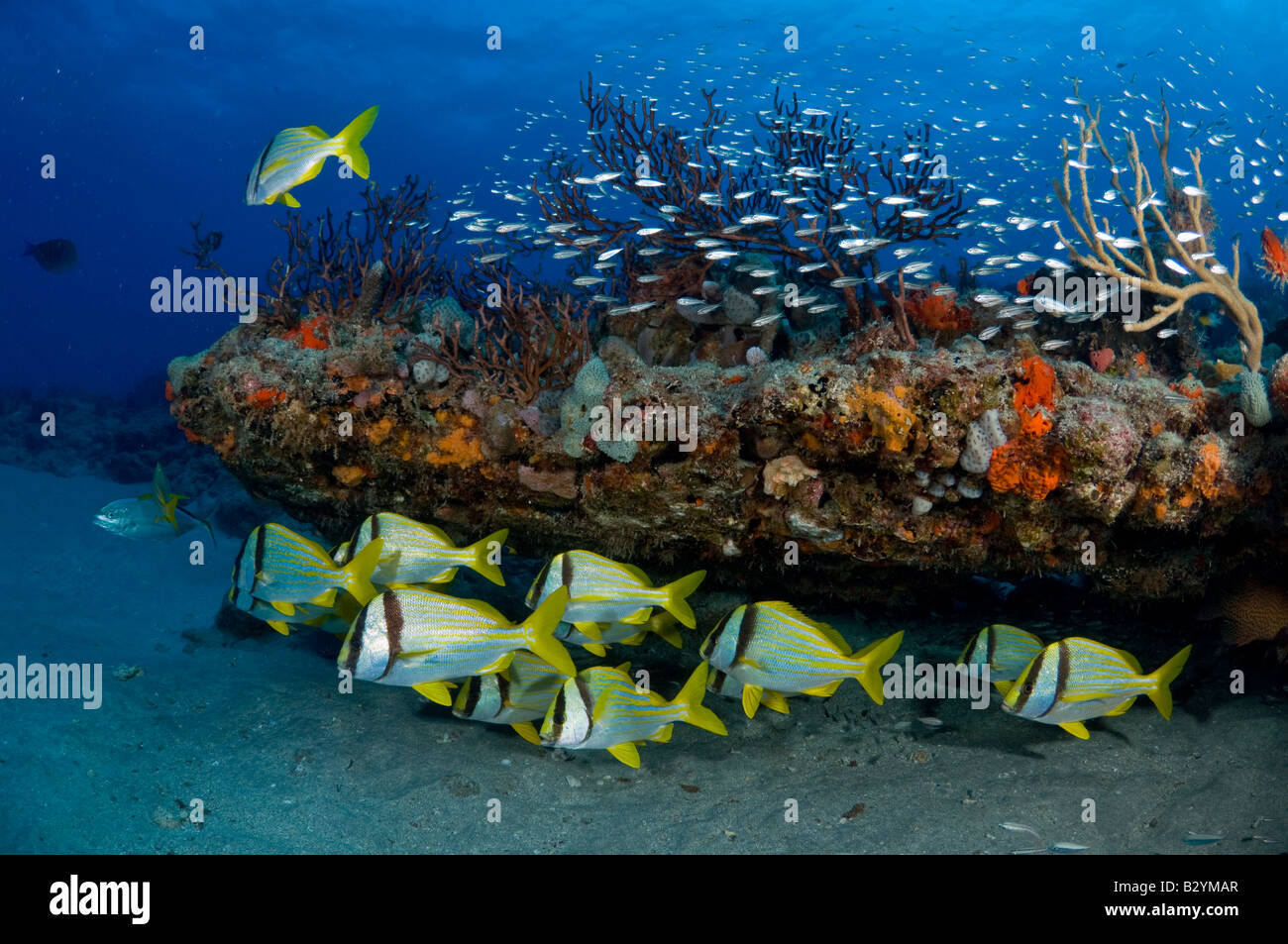 Coral Reef in Palm Beach FL mostra heathly coralli e spugne e una scuola di Porkfish Anisotremus virginicus Foto Stock