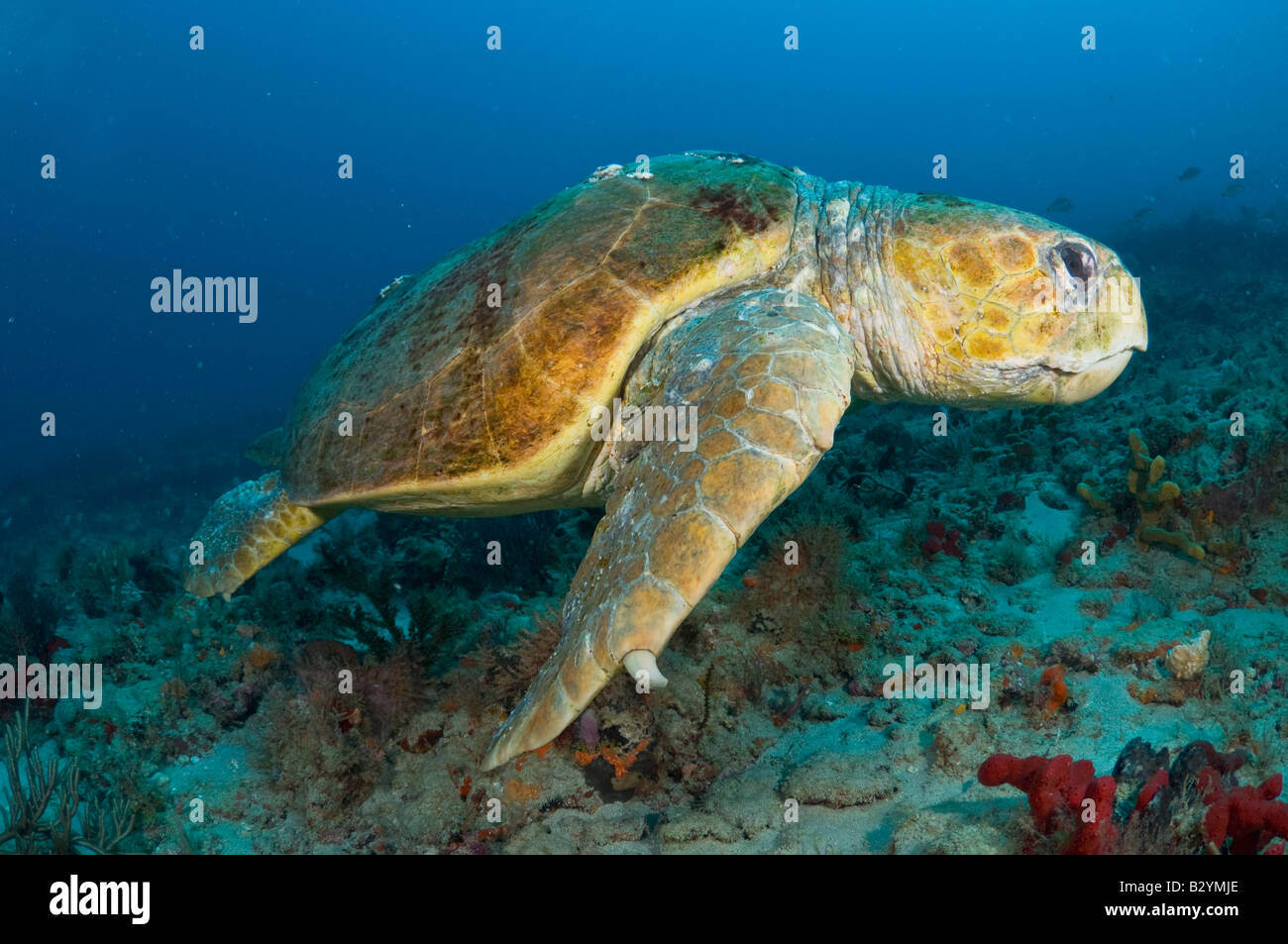Un massiccio maschio per tartarughe marine caretta caretta nella Palm Beach County FL Foto Stock