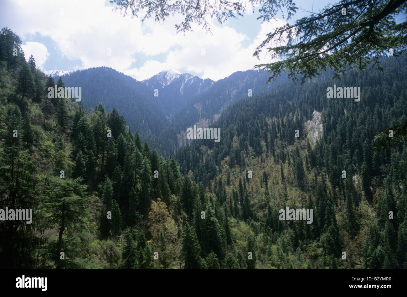 Le foreste di conifere in grande Himalayan National Park, Himachal Pradesh, India Foto Stock