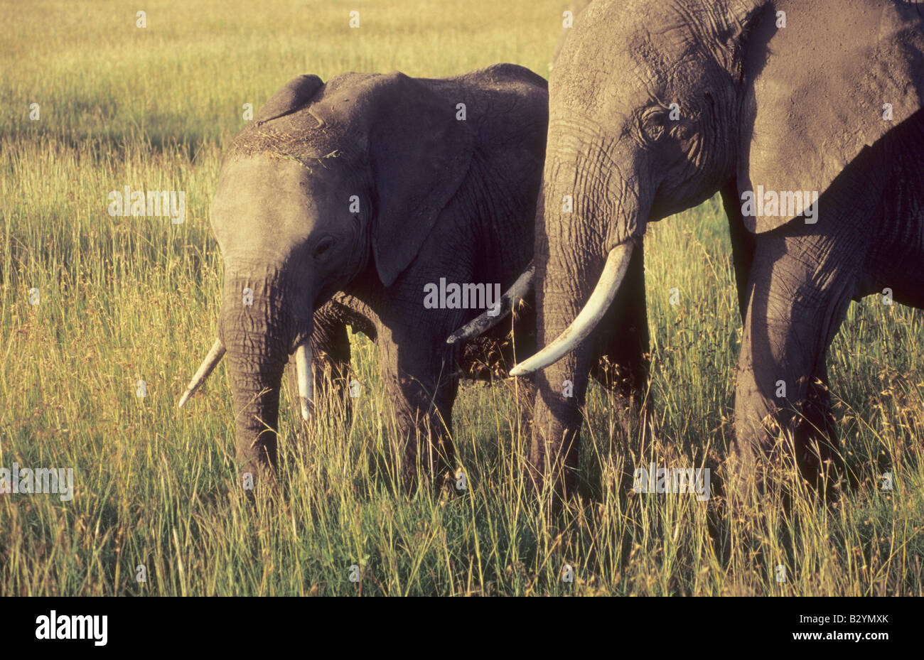 Gli elefanti (Elephantidae) in riserva Masai Mara, Kenya Foto Stock