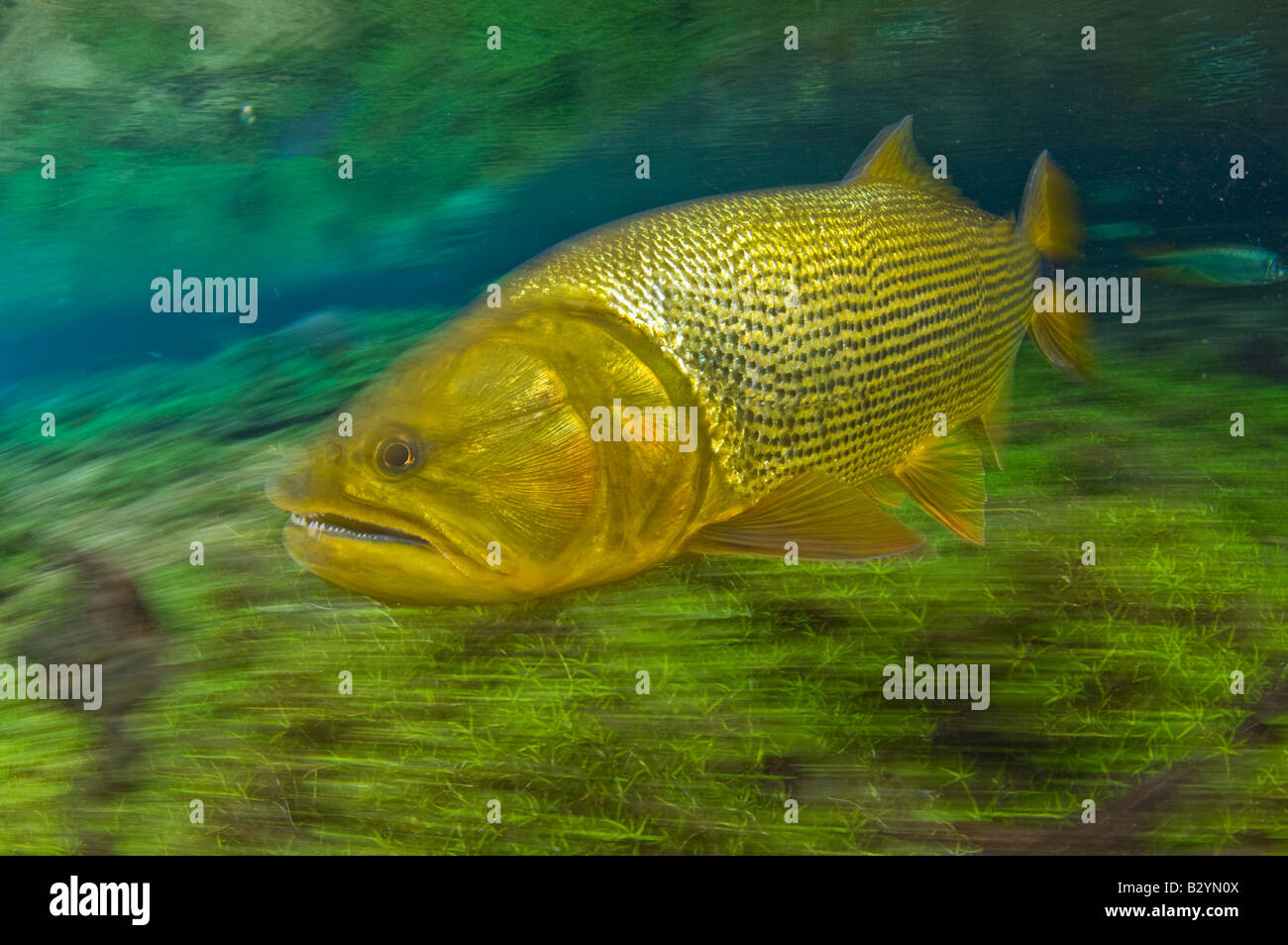 Dourado Salminus brasiliensis un grandi predatori gamefish a Bonito, Brasile. Foto Stock