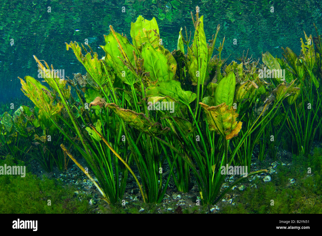 Il sottobosco ricco di foglie di piantaggine acqua Echinodorus macrophyllus fotografato in una molla nel Mato Grosso do Sul, Brasile Foto Stock