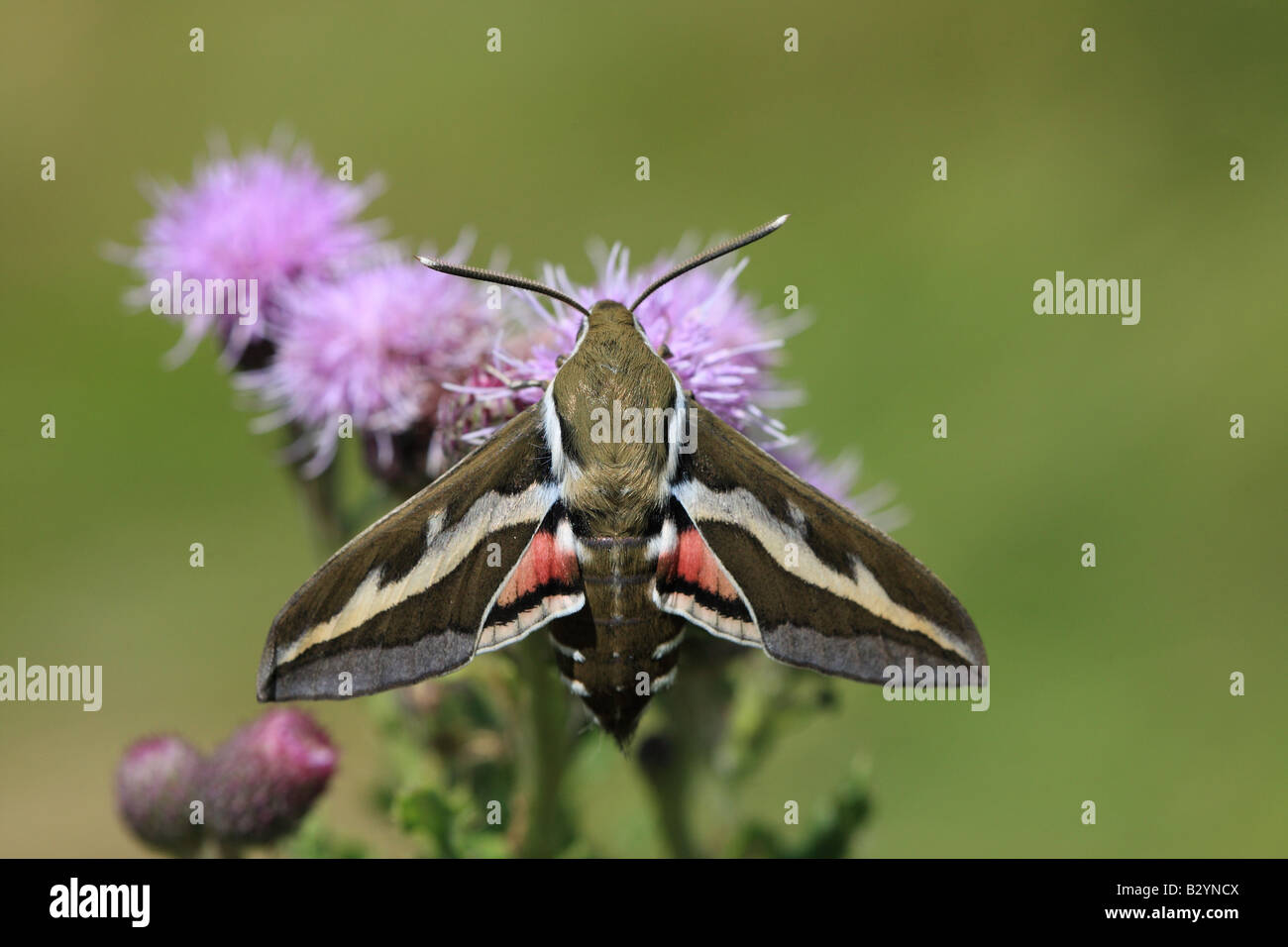 BEDSTRAW HAWKMOTH Hyles gallii appoggiata sul fiore di cardo Foto Stock