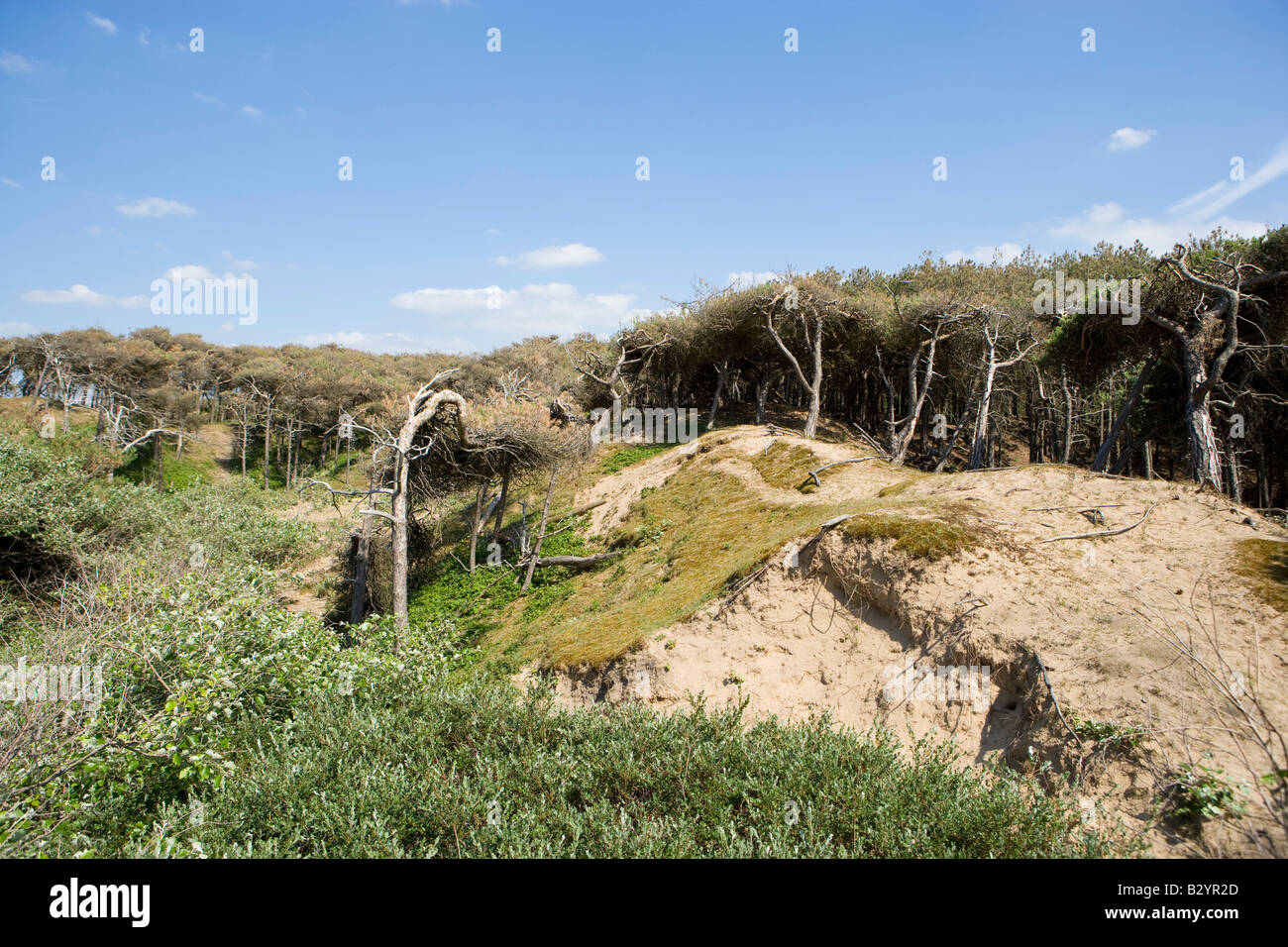 Recedono vecchia piantagione di conifere a Formby. nelle dune di sabbia Foto Stock