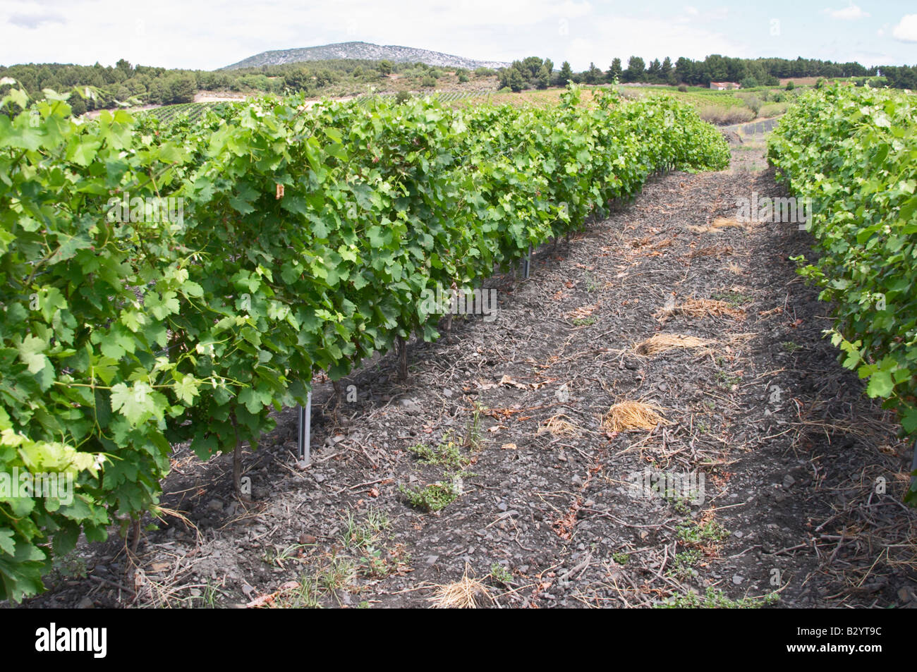 L'ardesia. Vigneto. Il nero del suolo. Chiamato Terres brulees. Syrah. Domaine Piquemal, Espira de l'Agly, Roussillon, Francia Foto Stock
