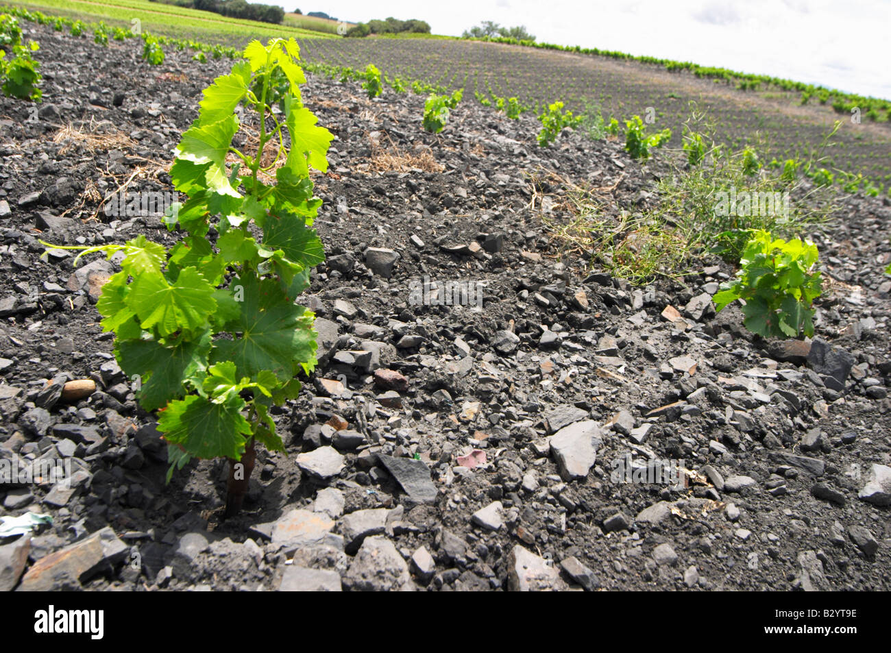 L'ardesia. Vigneto. Il nero del suolo. Chiamato Terres brulees. Syrah. Domaine Piquemal, Espira de l'Agly, Roussillon, Francia Foto Stock