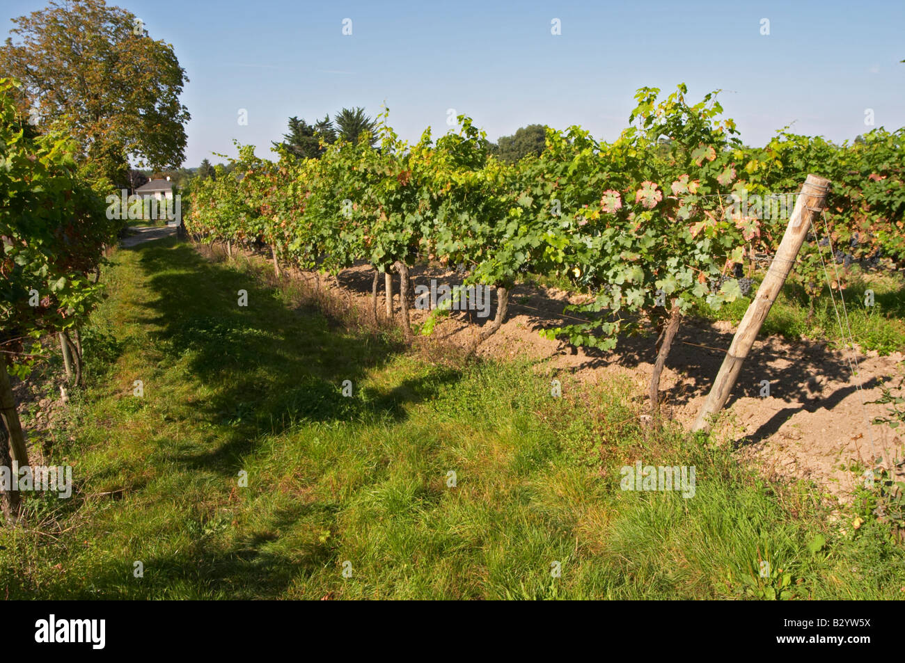 Vigneto. Domaine des Baumard, Rochefort, Anjou, Loire, Francia Foto Stock