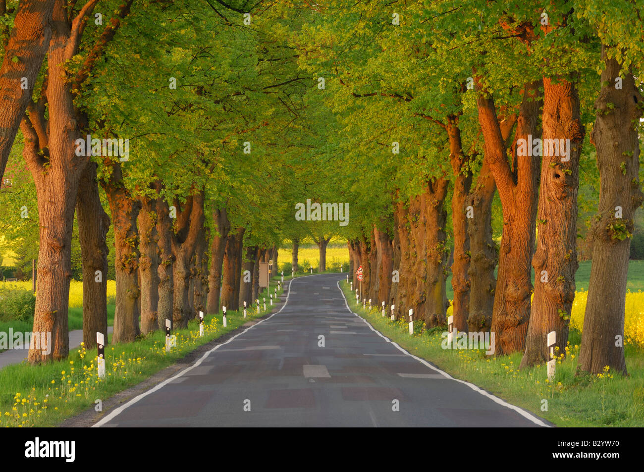 Tree-Lined Country Road, Meclenburgo-Pomerania Occidentale, Germania Foto Stock