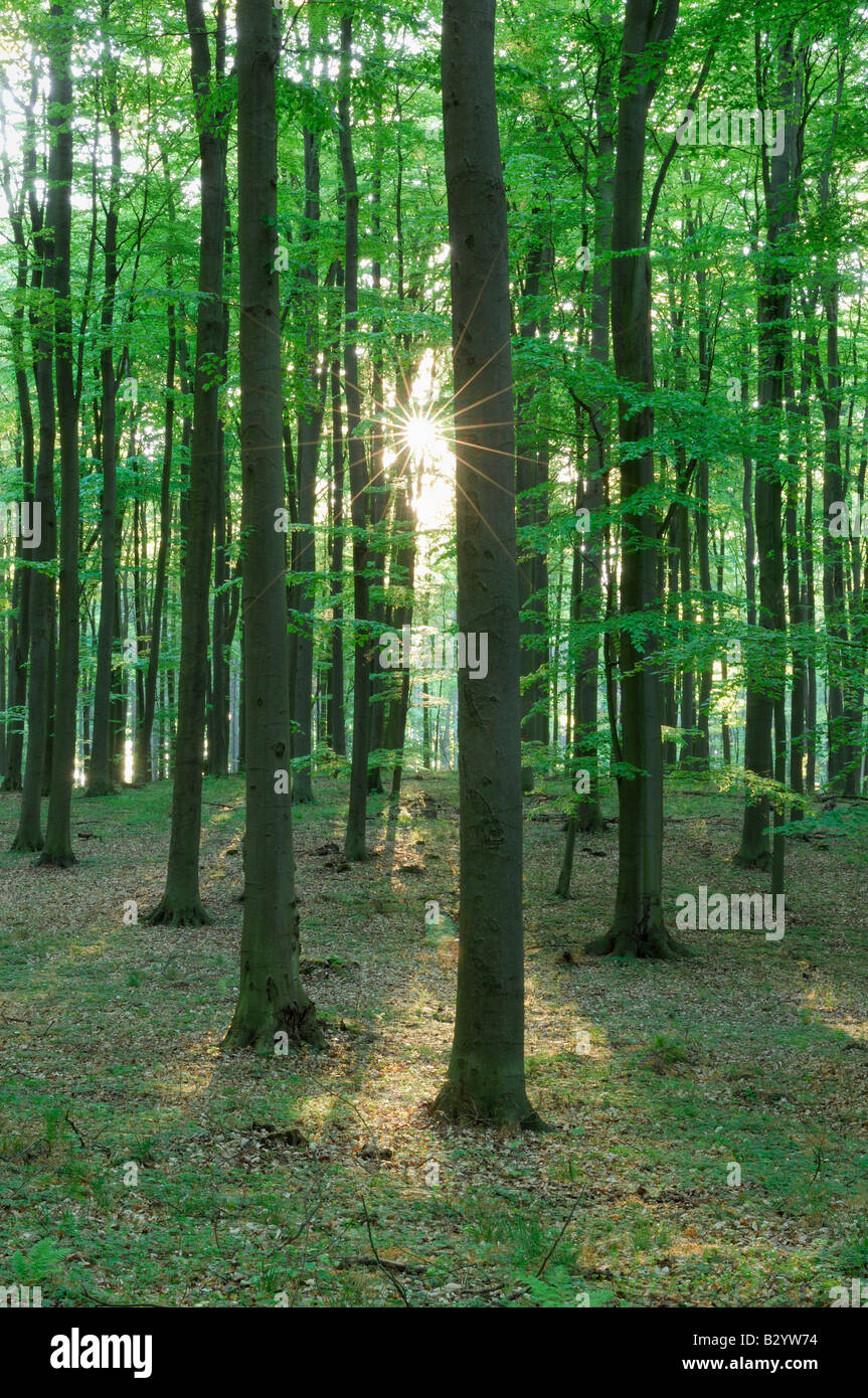 Foresta in primavera, Meclenburgo-Pomerania Occidentale, Germania Foto Stock