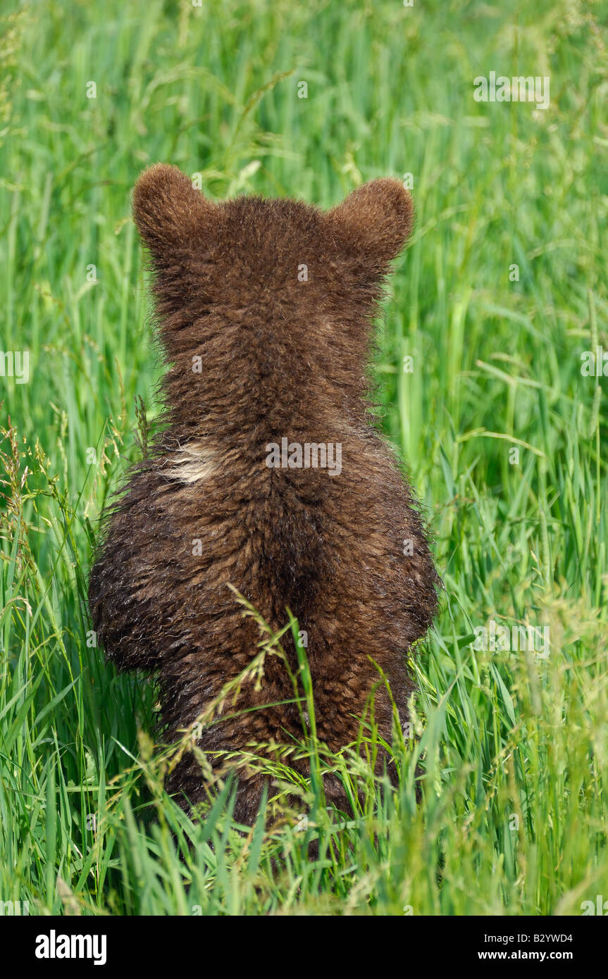 Vista posteriore del Brown Bear Cub Foto Stock