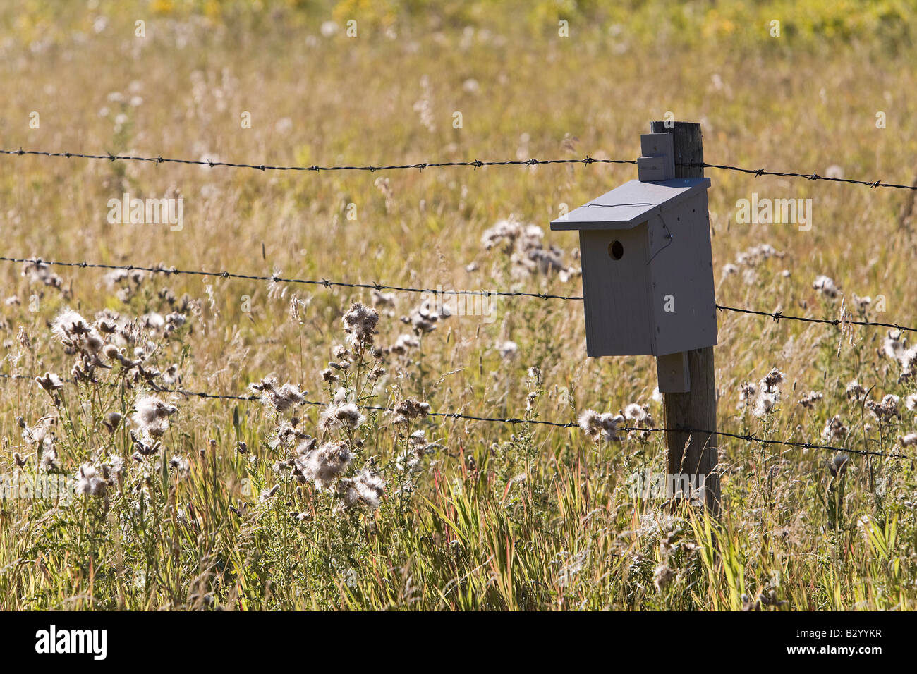 Arrotino manuale su Fencepost, Kananaskis Country, Alberta, Canada Foto Stock