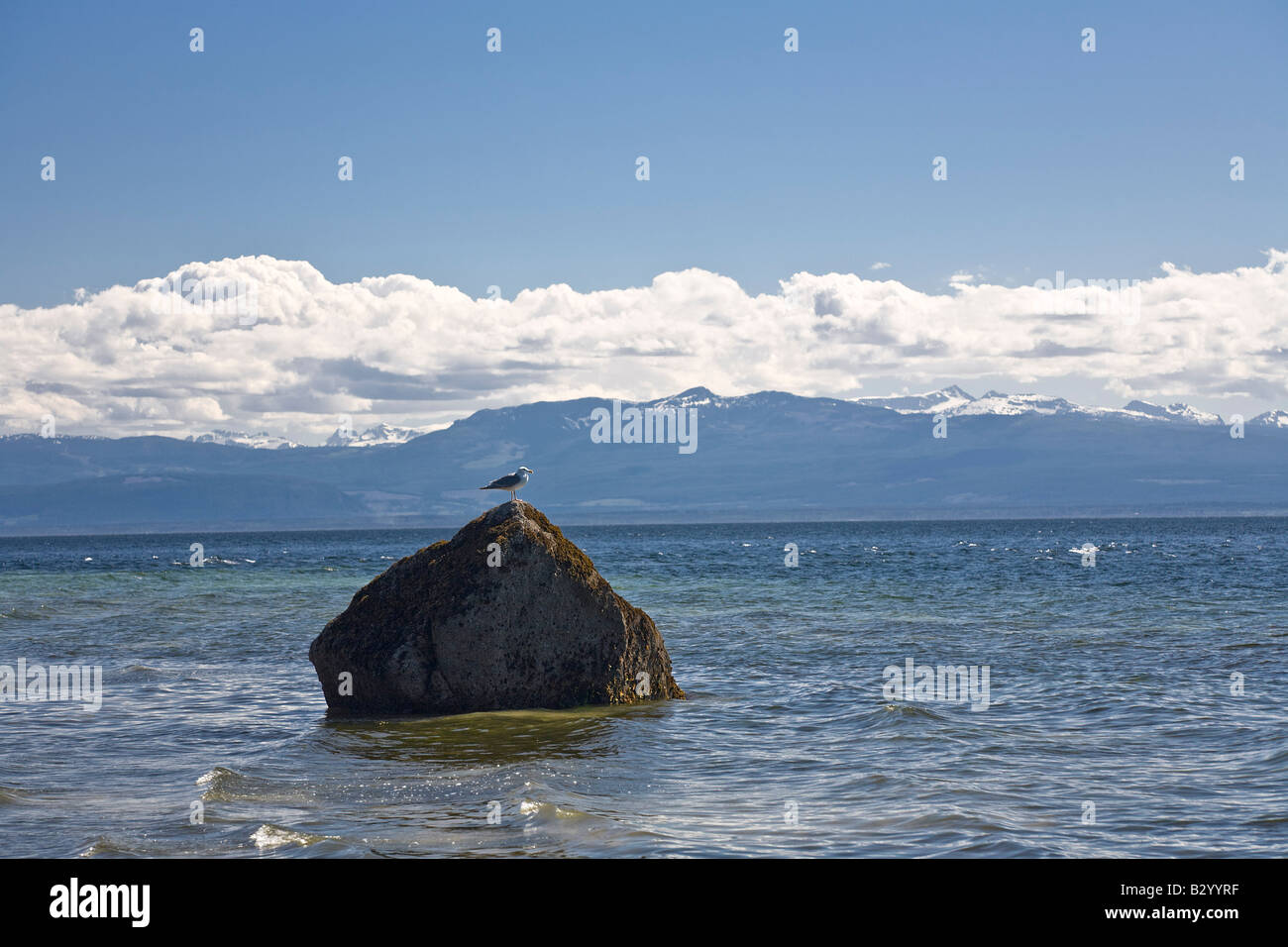 Gull su roccia in oceano, Cortes Island, British Columbia, Canada Foto Stock