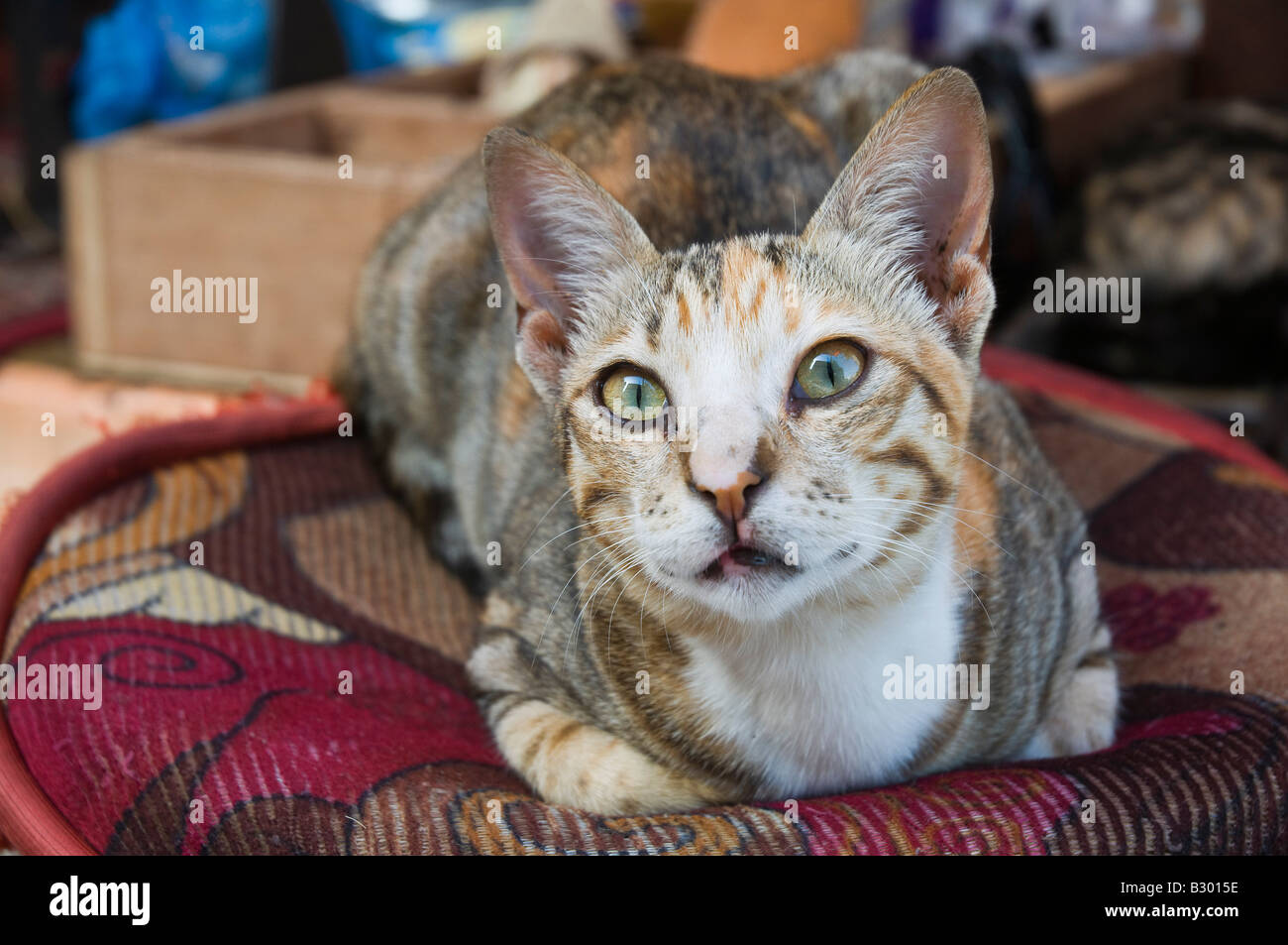 Ritratto di gatto, Dubai, Emirati Arabi Uniti Foto Stock