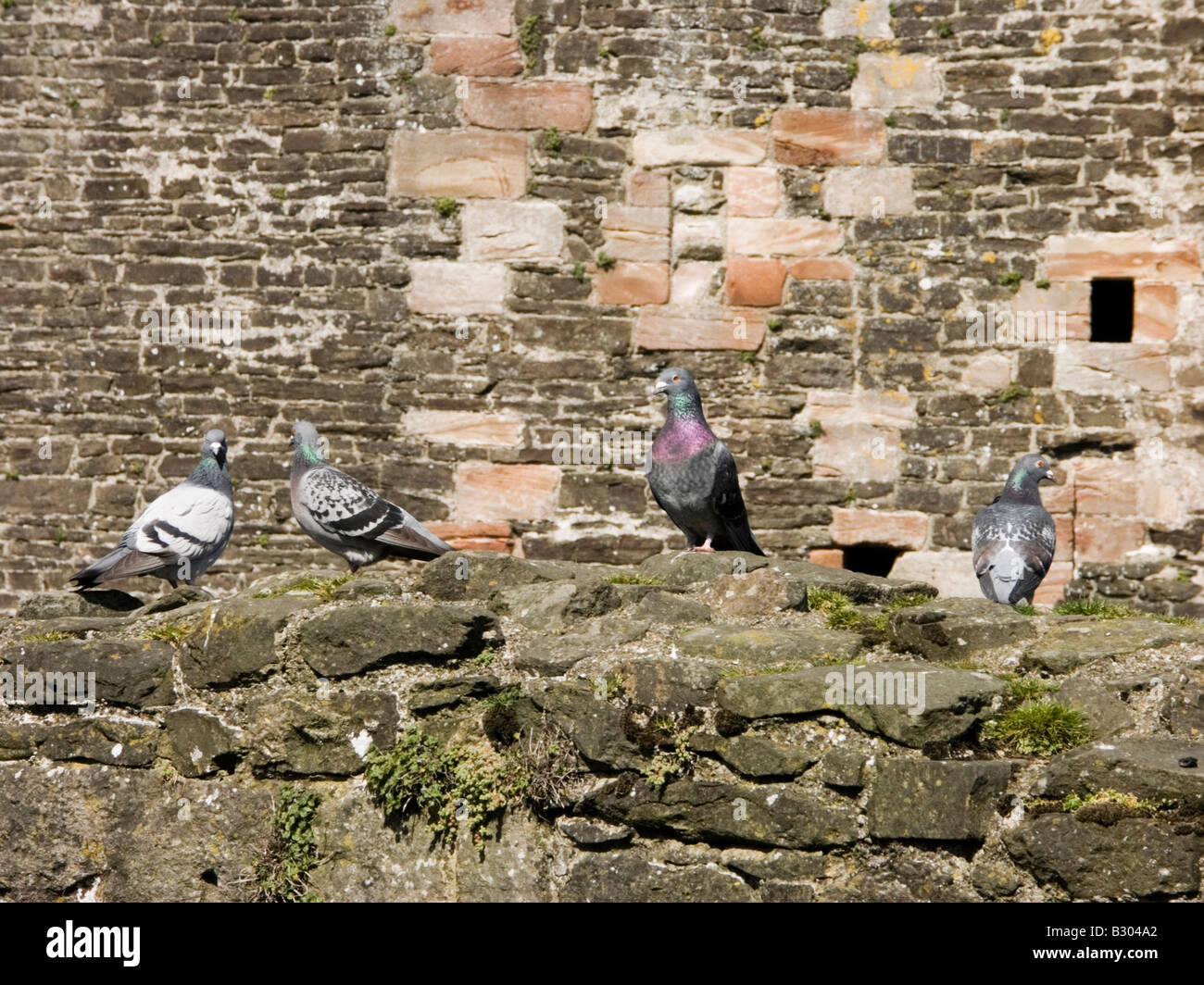 Quattro piccioni selvatici (Columba livia) sulle pareti del Conwy Castle, Conwy, Galles del Nord, Regno Unito Foto Stock