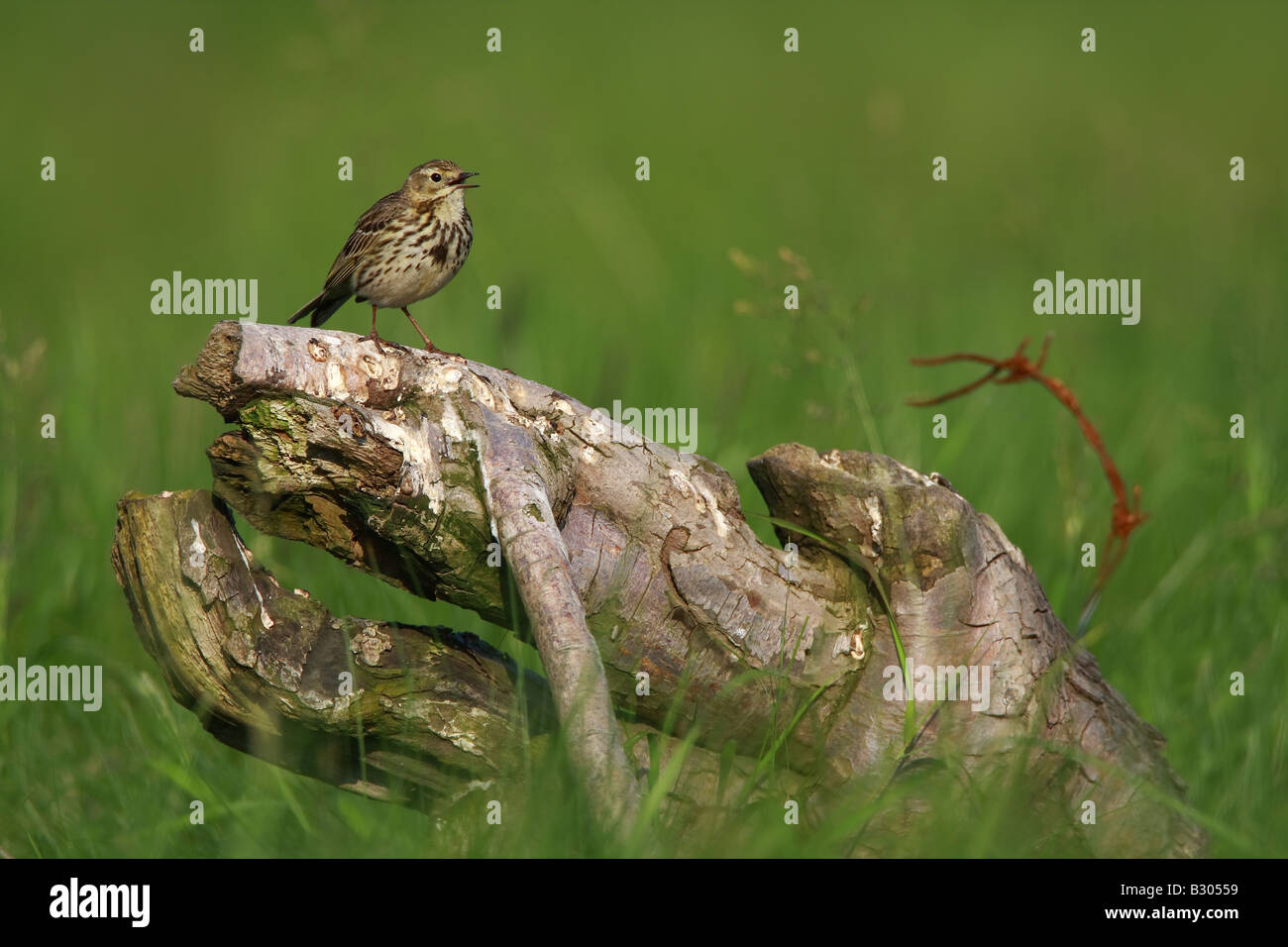 Prato maschile, Pipit Anthus pratensis, cantare dal pesce persico, UK. Foto Stock