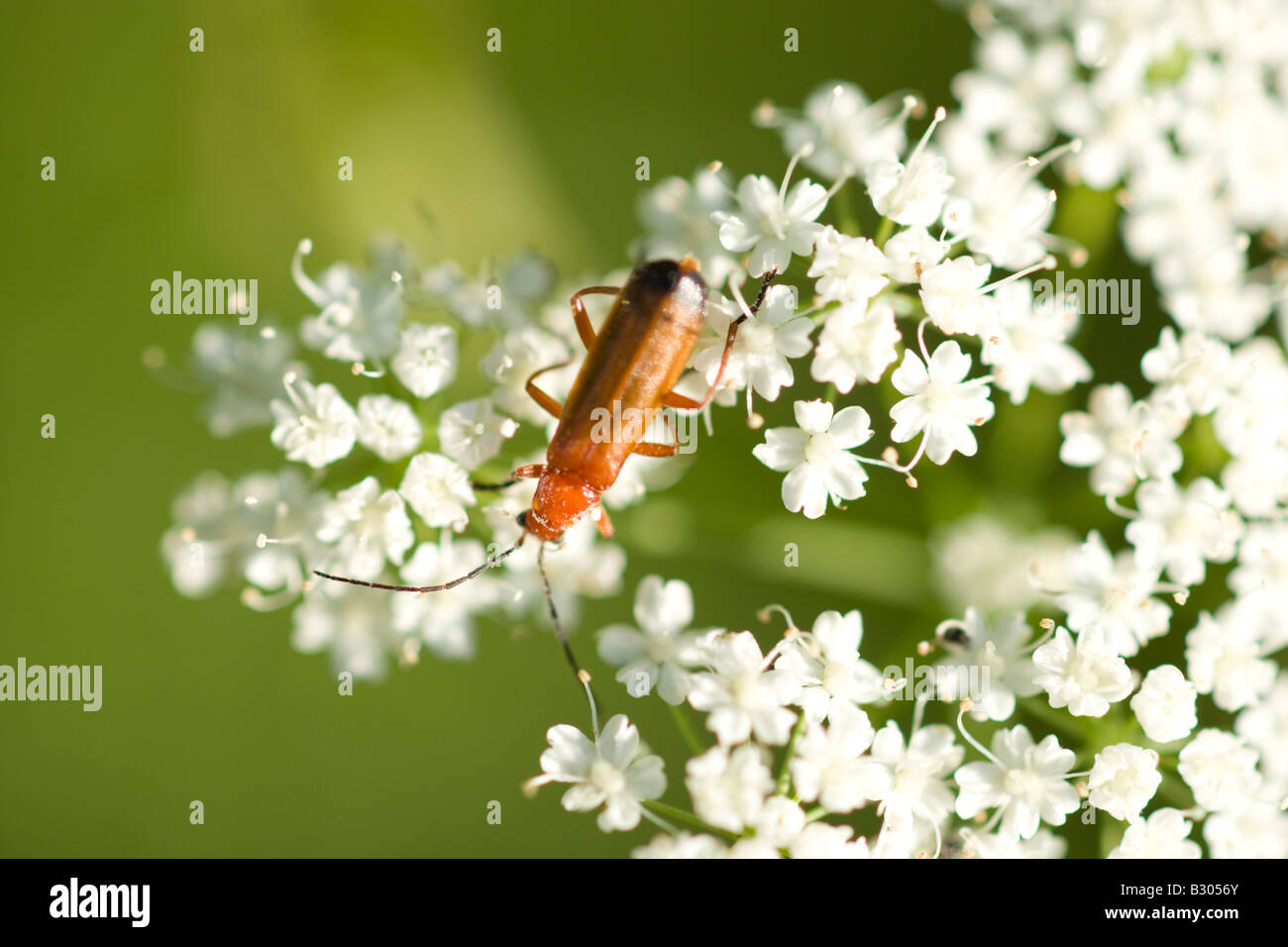 Soldato Beetle, Rhagonycha fulva, comune di insetti nel Regno Unito Foto Stock