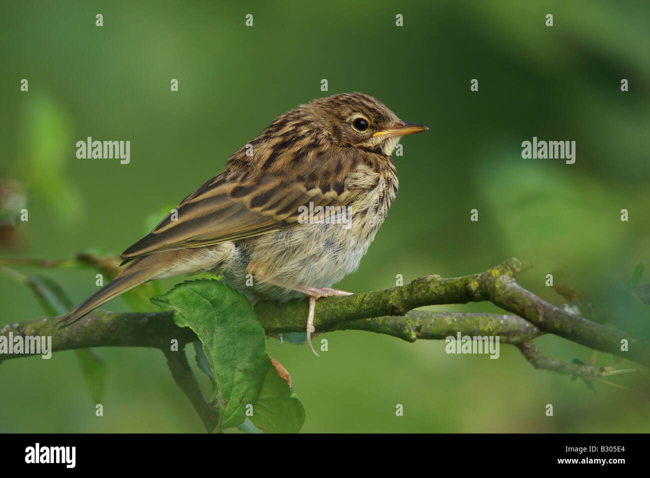 I capretti Tree Pipit, Anthus trivialis, sul ramo, UK. Foto Stock