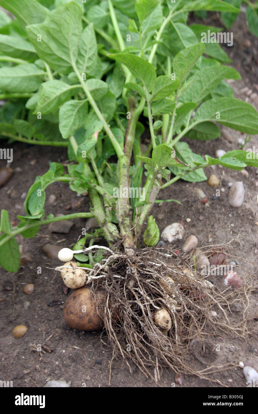 pianta di patate Foto Stock