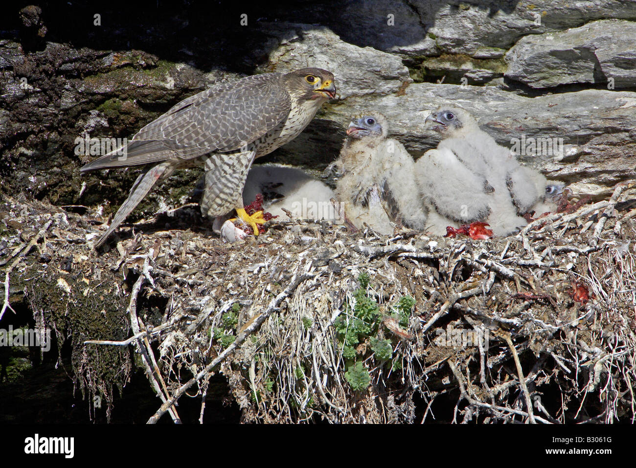 Gyrfalcon (Falco rusticolus) femmina adulta e pulcini al sito di nido sulla scogliera battuta Foto Stock